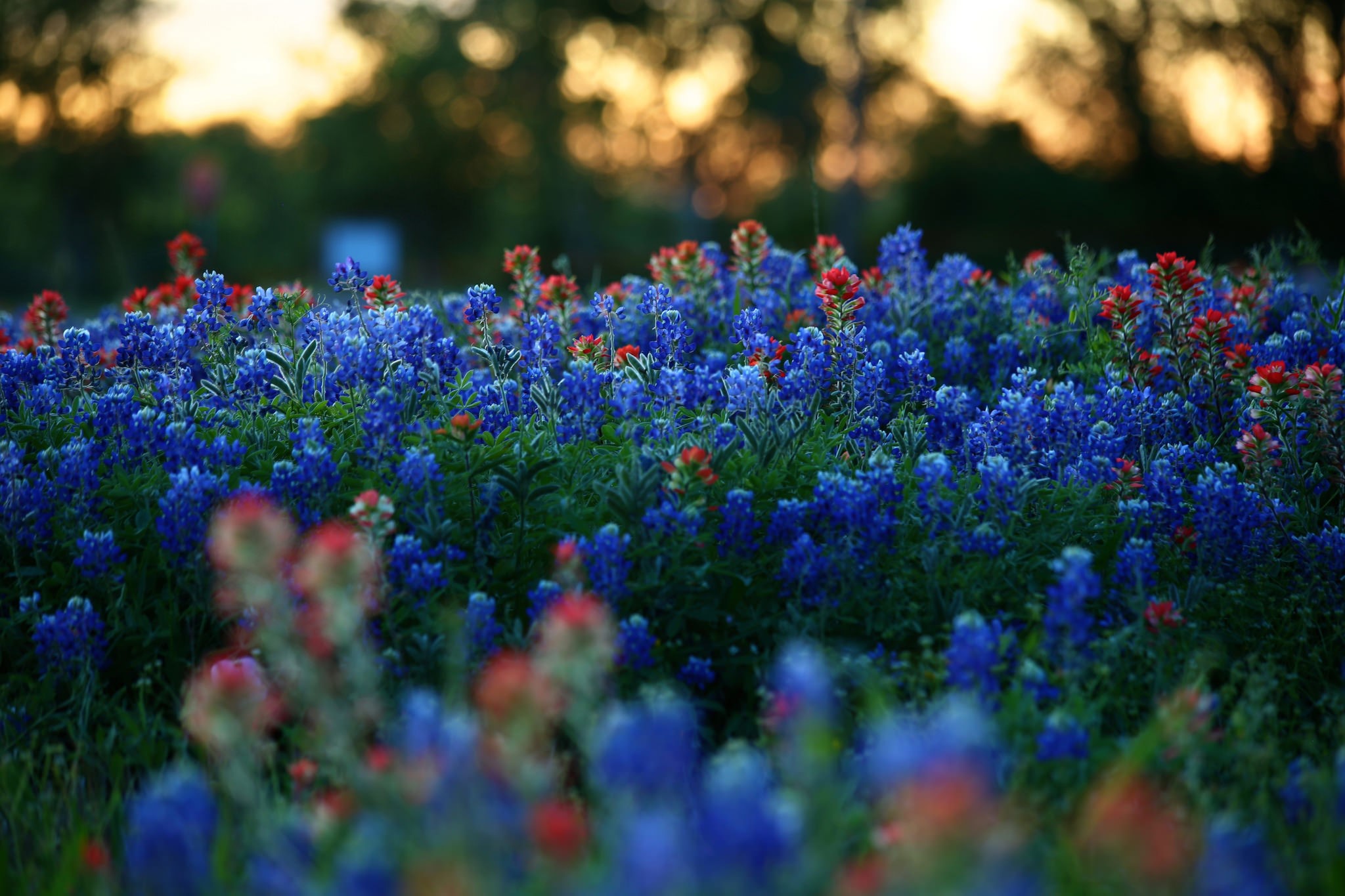 plants, flowers, nature, blue, red, HD Wallpaper