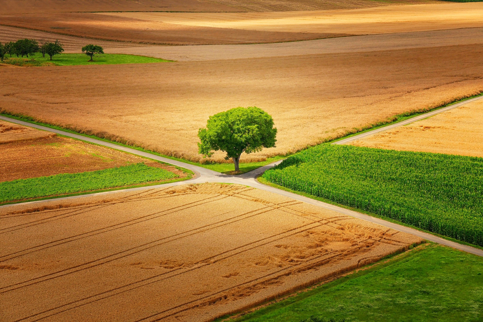 field, landscape, trees, HD Wallpaper