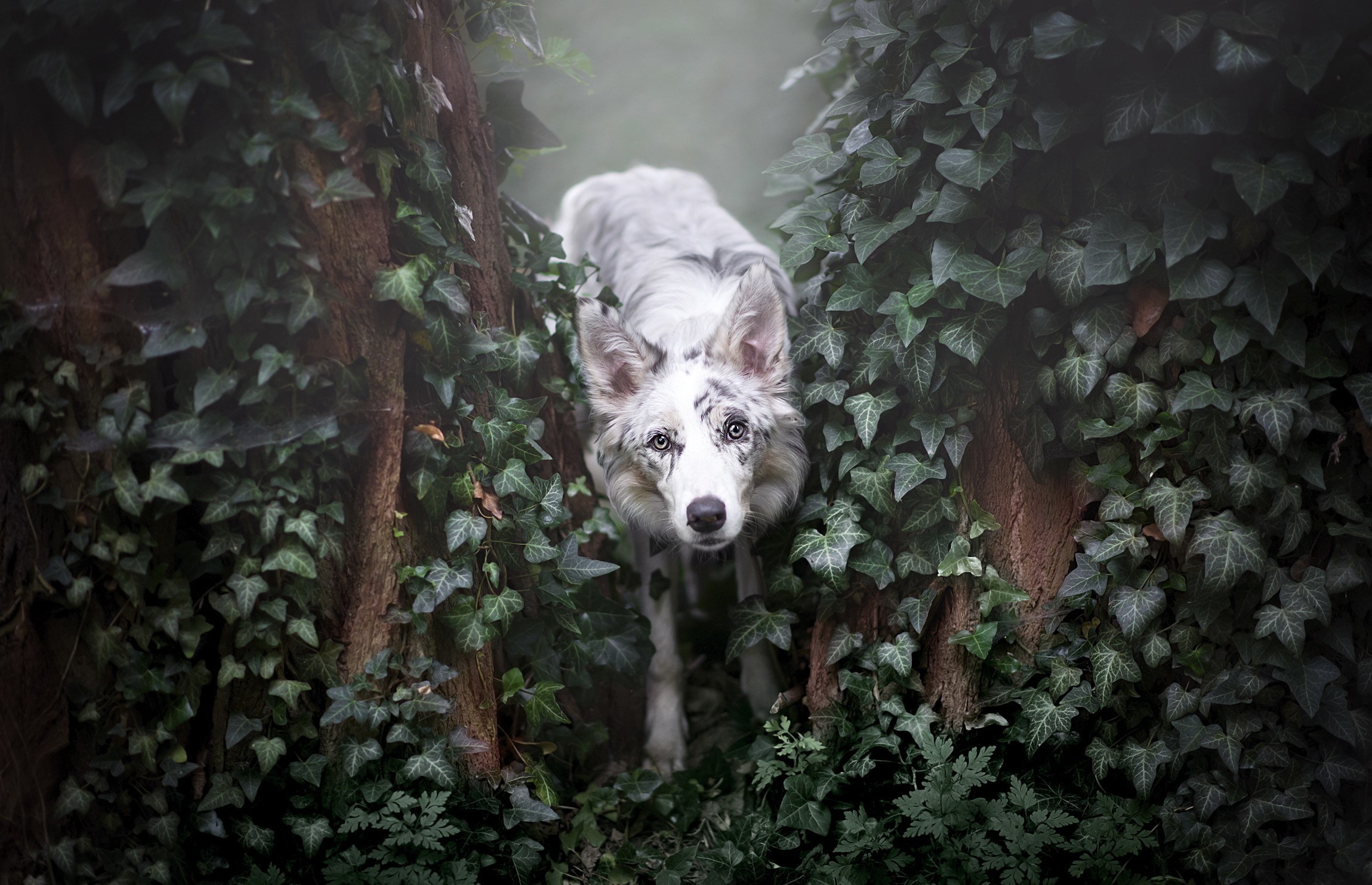 dog, animals, plants, leaves, HD Wallpaper