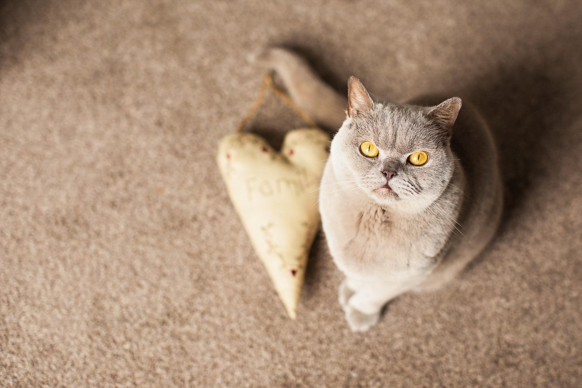 yellow eyes, cats, animals, HD Wallpaper