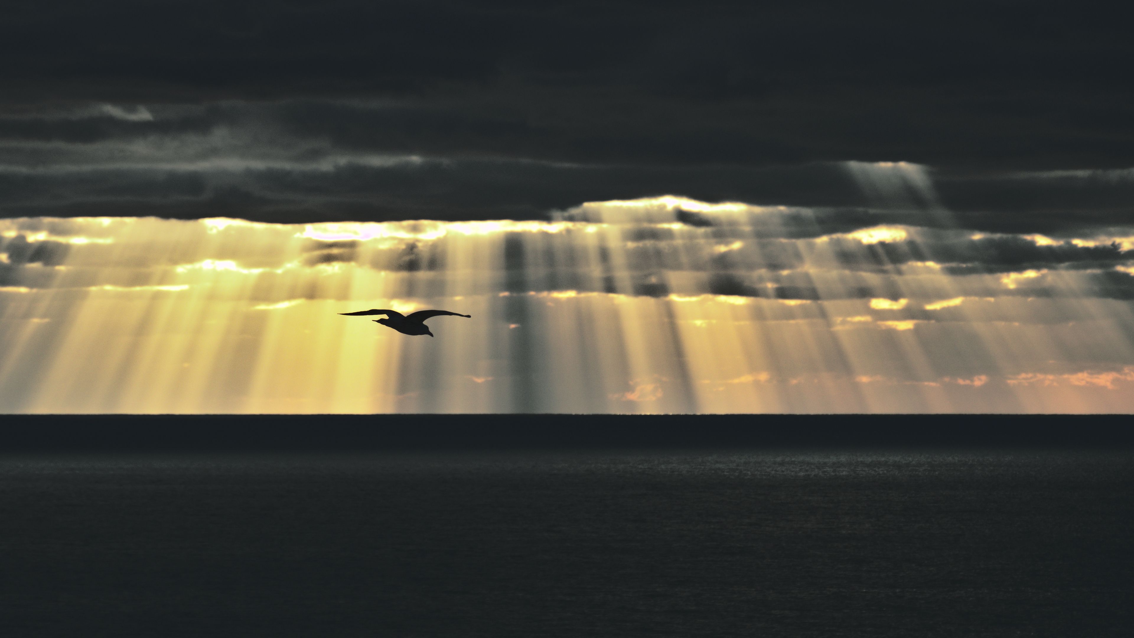 bird, sea, twilight, sky, clouds, sunlight, 4k, HD Wallpaper