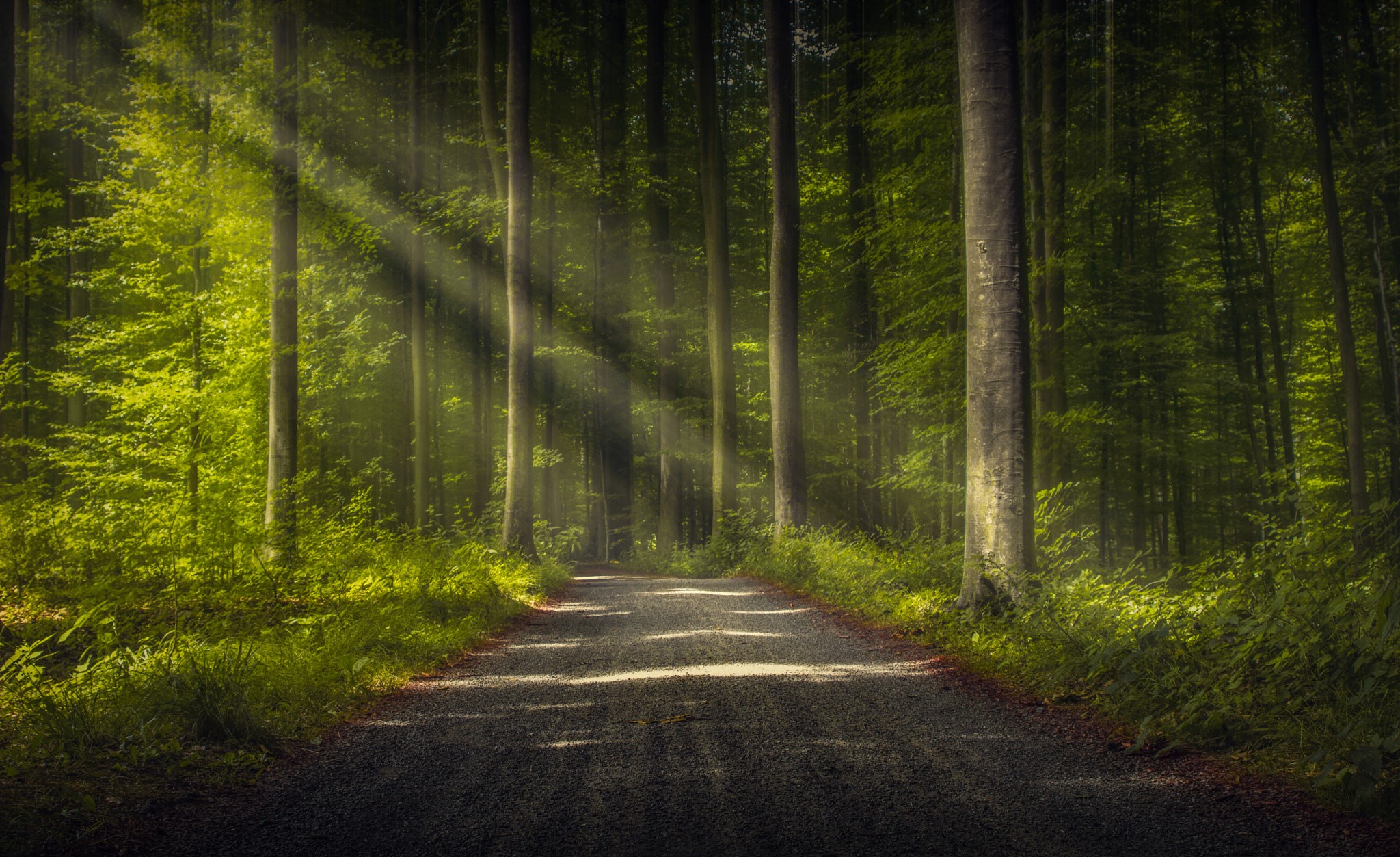 trees, road, forest, nature, sun rays, HD Wallpaper
