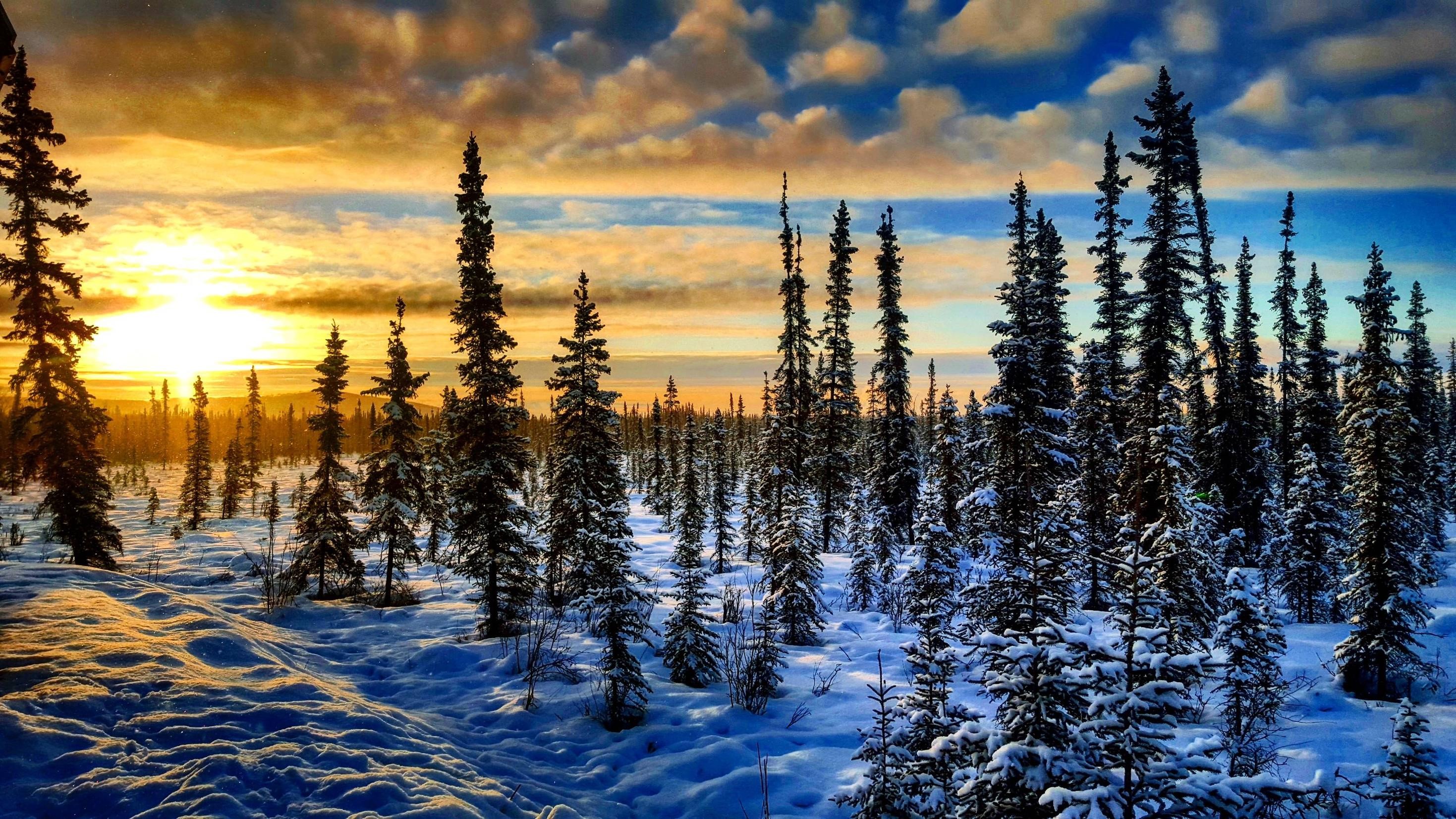 landscape, sunset, winter, sky, sunlight, trees, HD Wallpaper