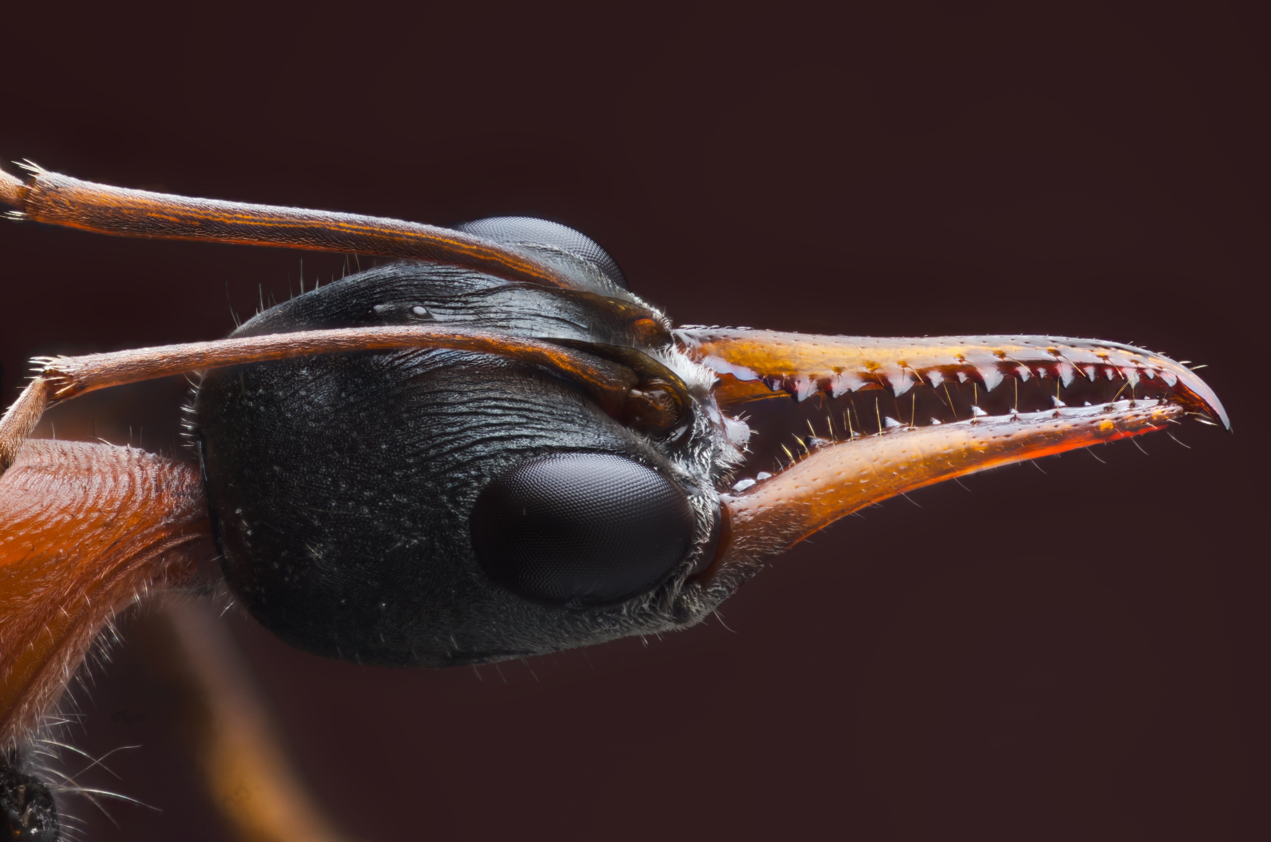 macro, closeup, animals, insect, simple background, brown, HD Wallpaper