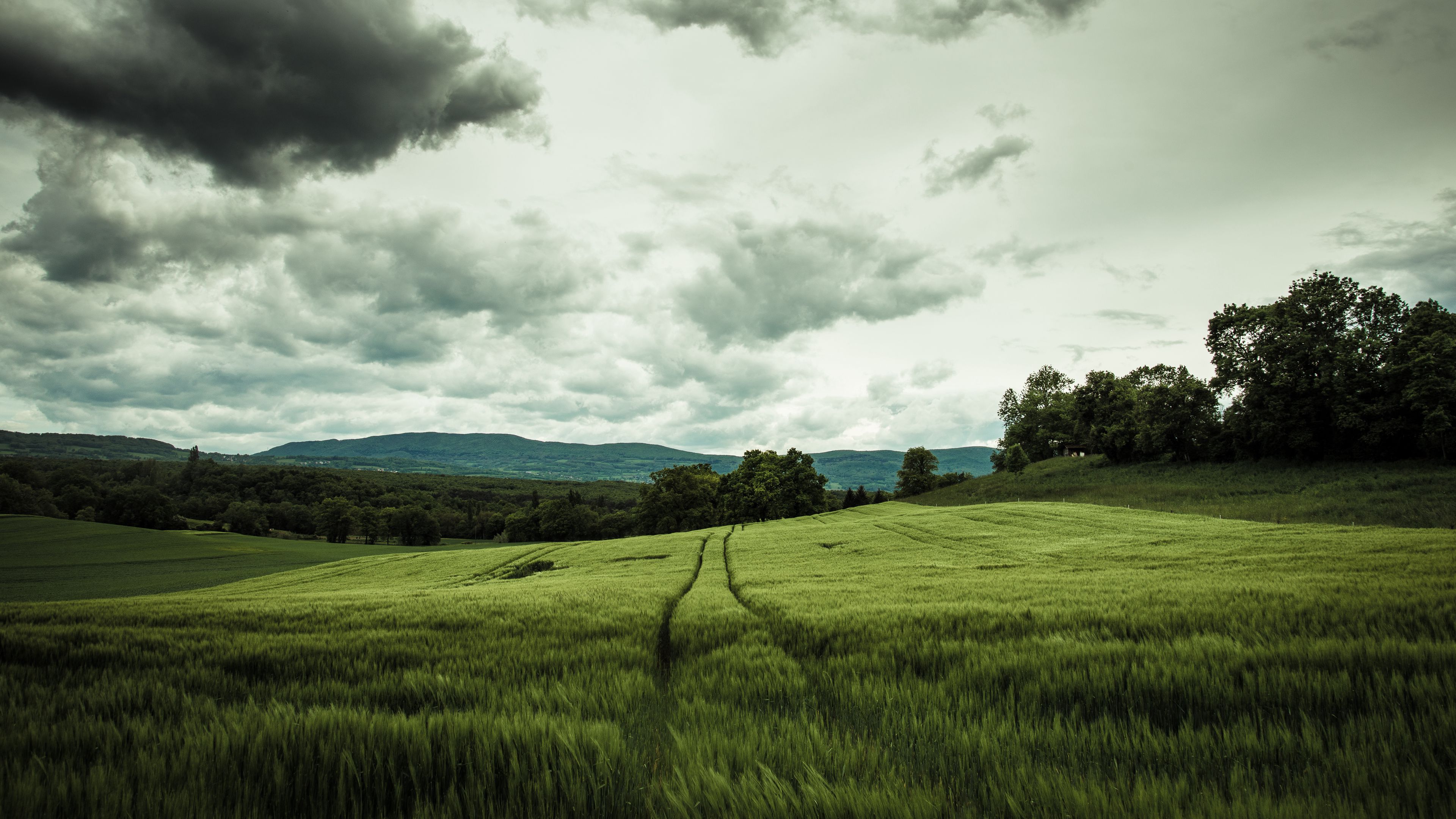 field, rye, landscape, hills, relief, trees, agriculture, 4k, HD Wallpaper