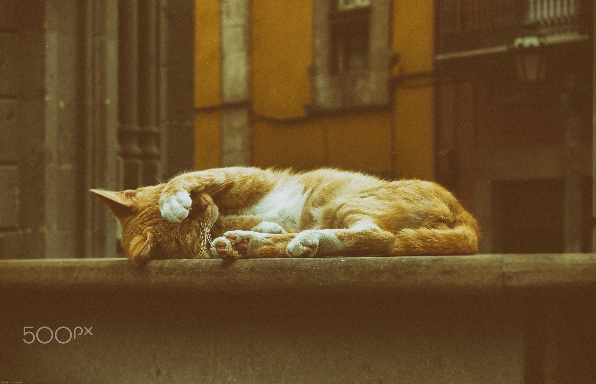 street, cats, animals, 500px, HD Wallpaper