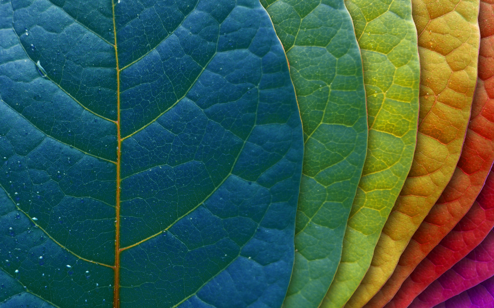 nature, leaves, colorful, plants, HD Wallpaper
