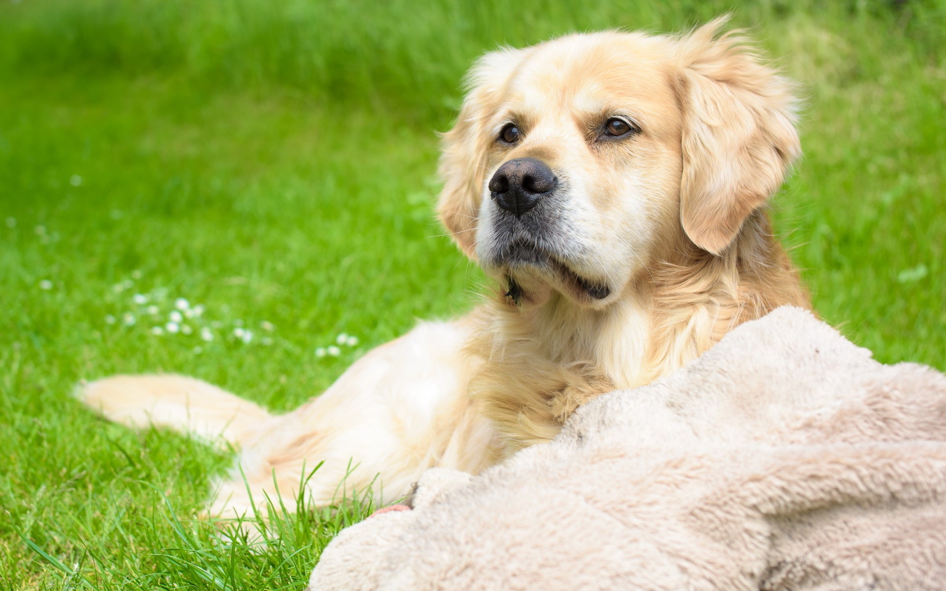 grass, dog, animals, HD Wallpaper