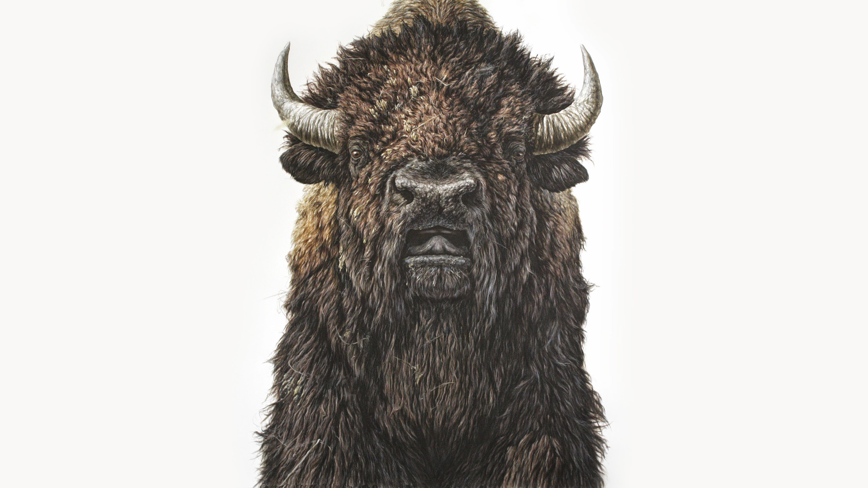 buffalo, illustration, animals, painting, realistic, beige, beige background, HD Wallpaper