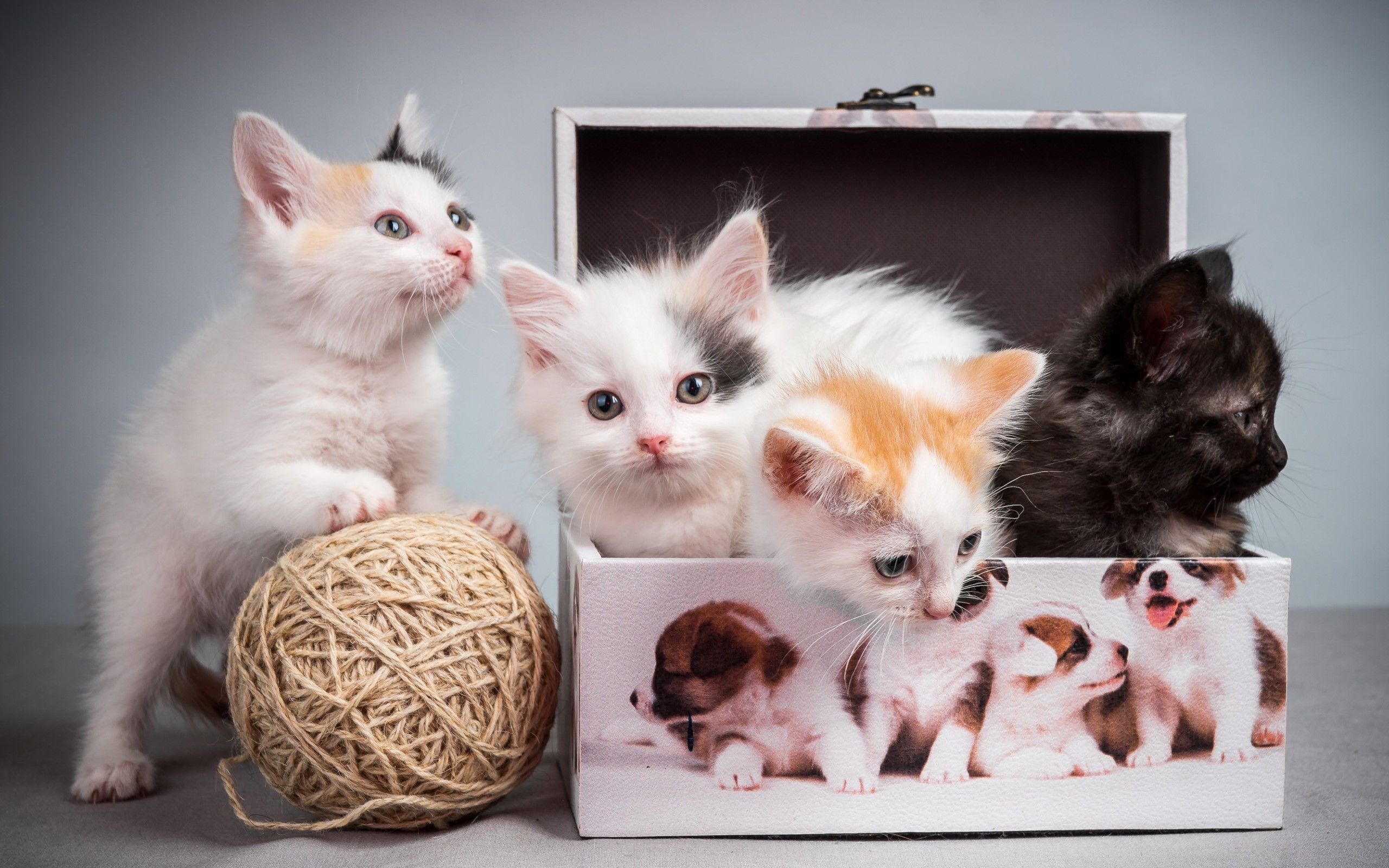 kittens, boxes, cats, HD Wallpaper