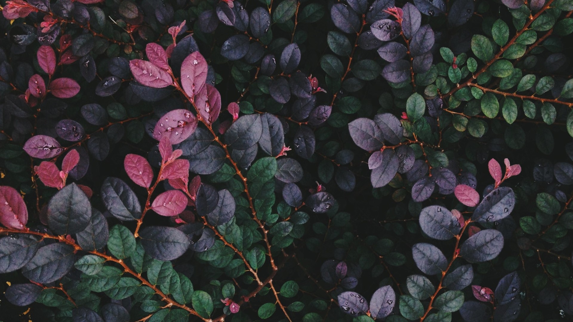 leaves, nature, plants, twigs, HD Wallpaper