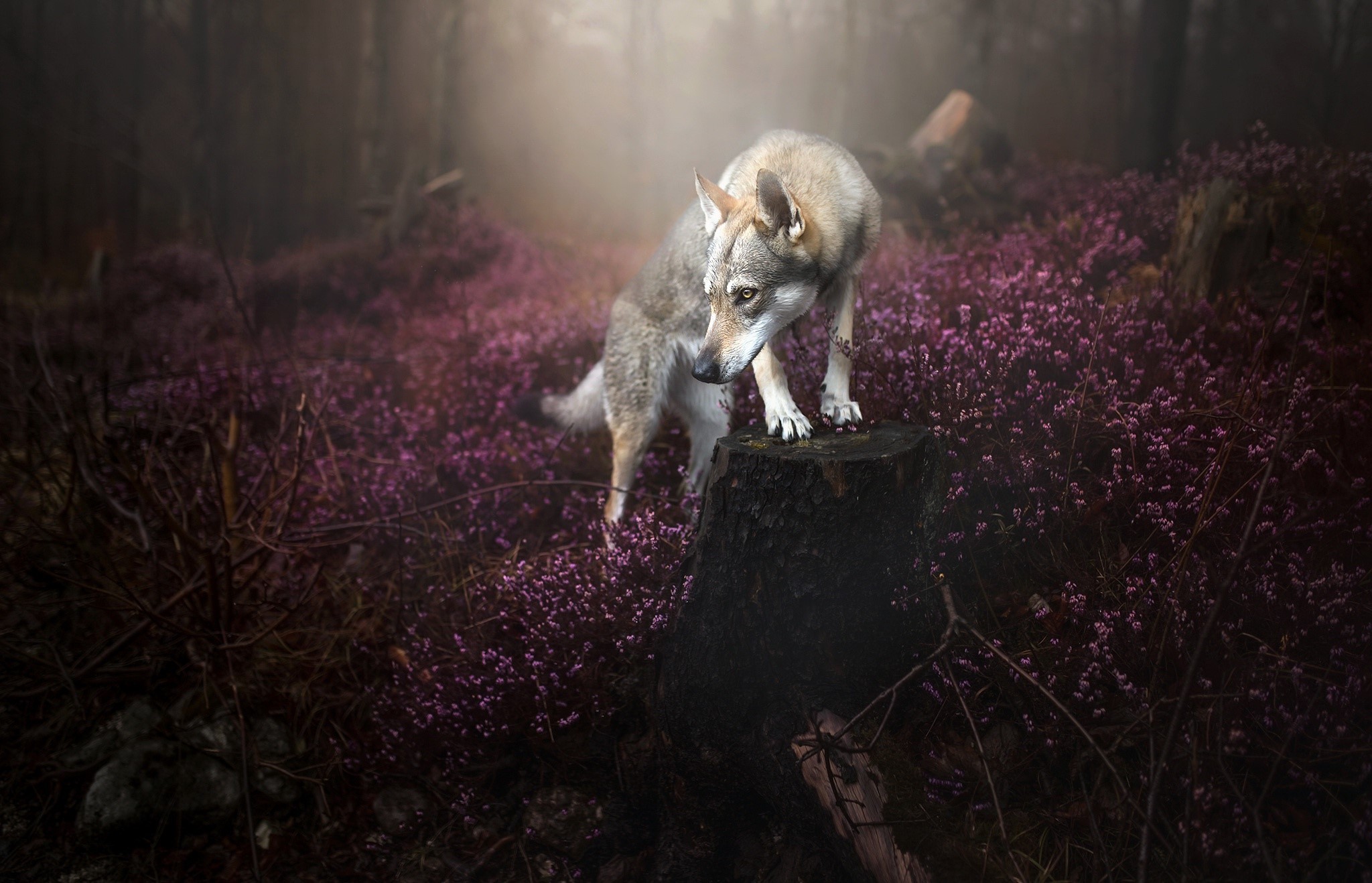 nature, dog, animals, HD Wallpaper