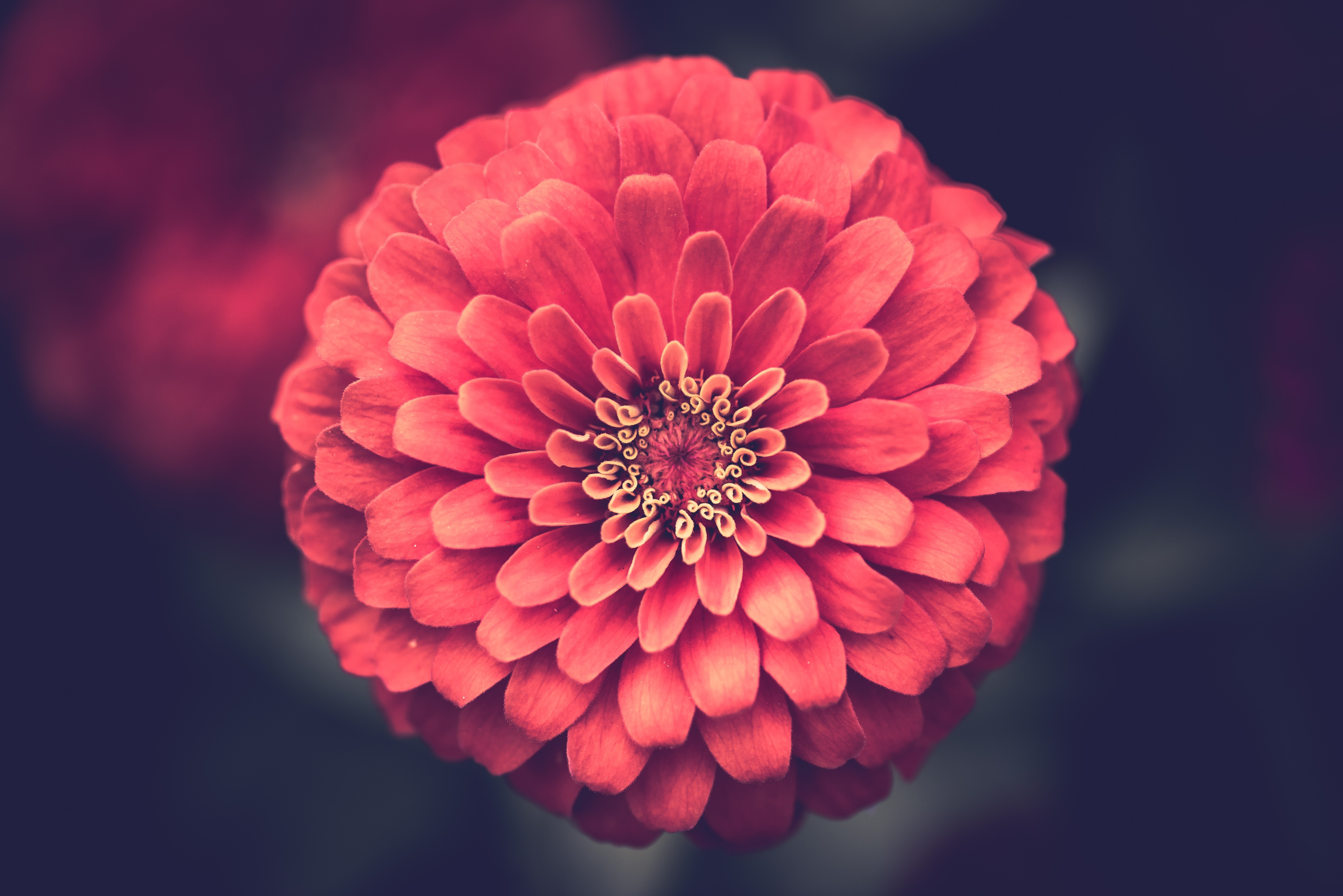 nature, flowers, plants, red flowers, HD Wallpaper