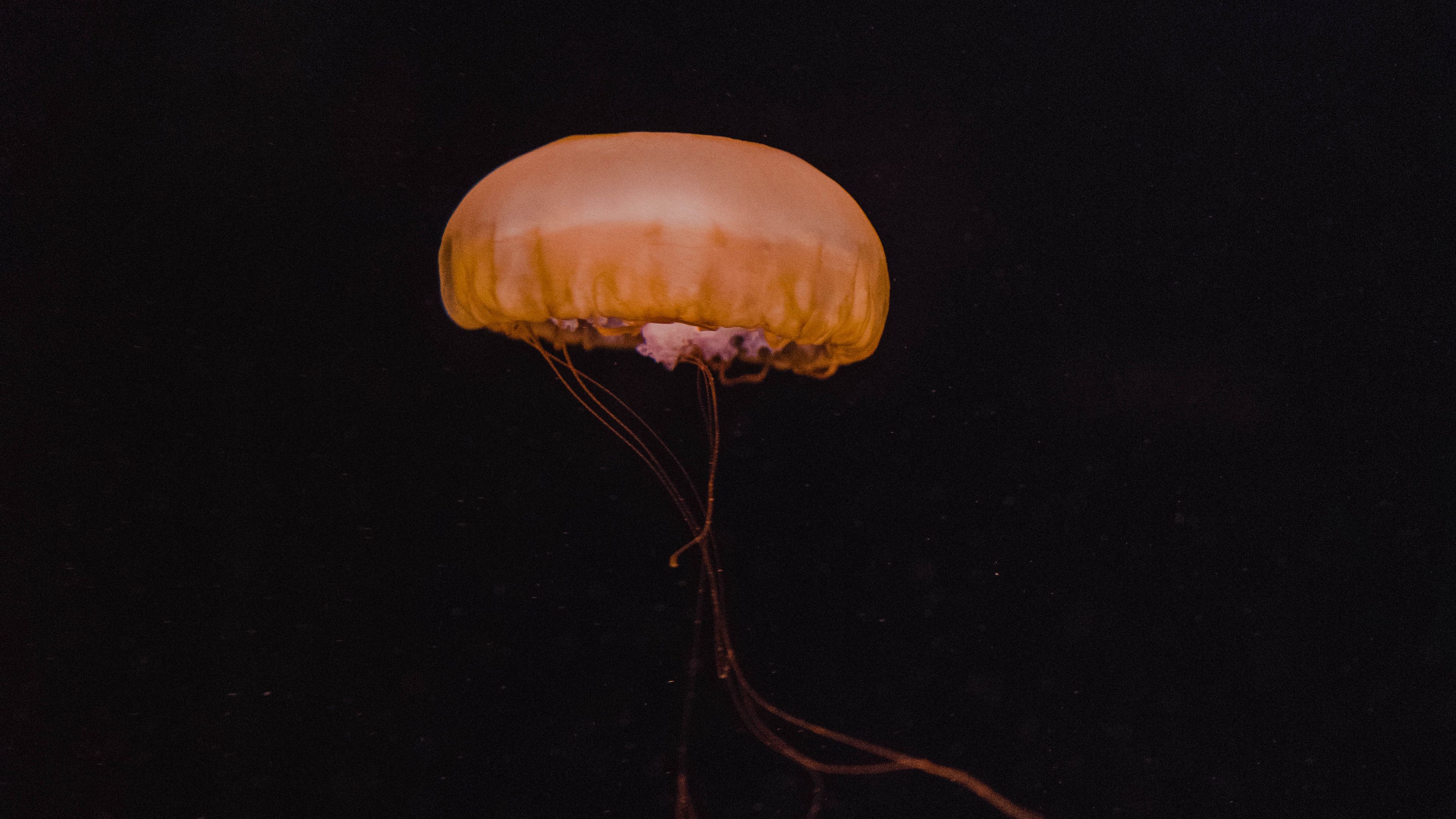 jellyfish, yellow, underwater world, dark, depth, 4k, HD Wallpaper