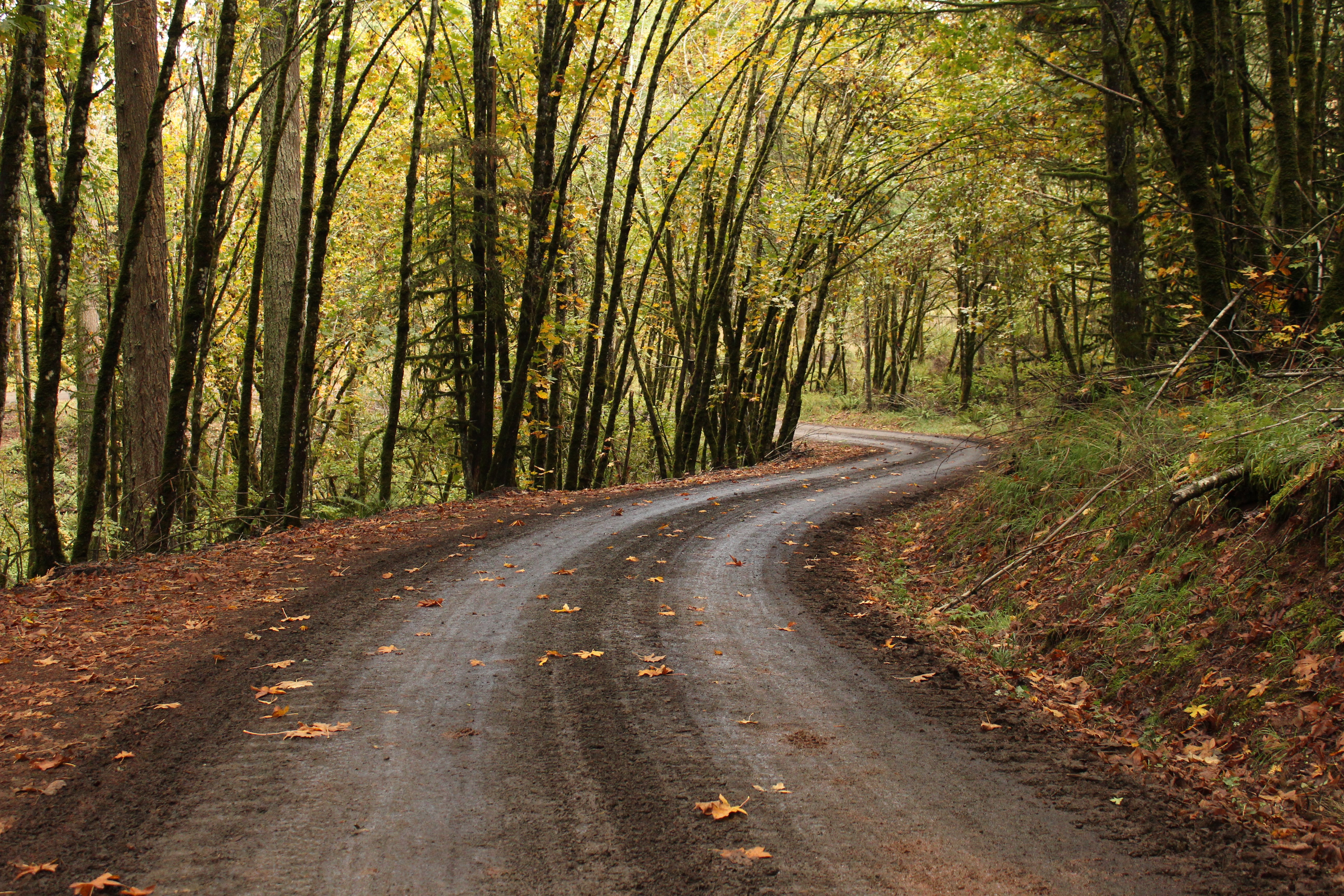 road, forest, fall, path, oak trees, Oregon, HD Wallpaper