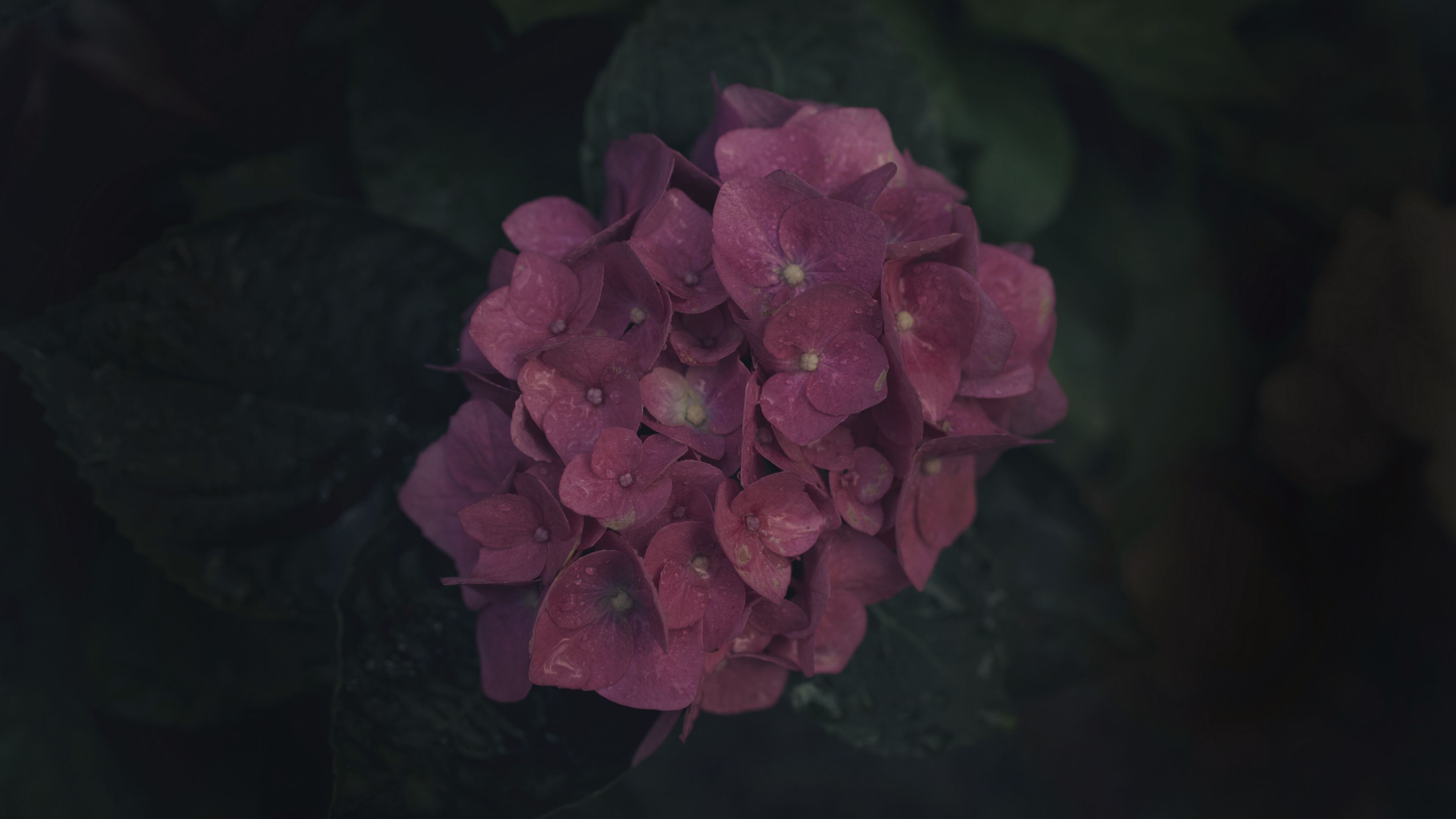 flowers, inflorescence, pink, bloom, plant, 4k, HD Wallpaper