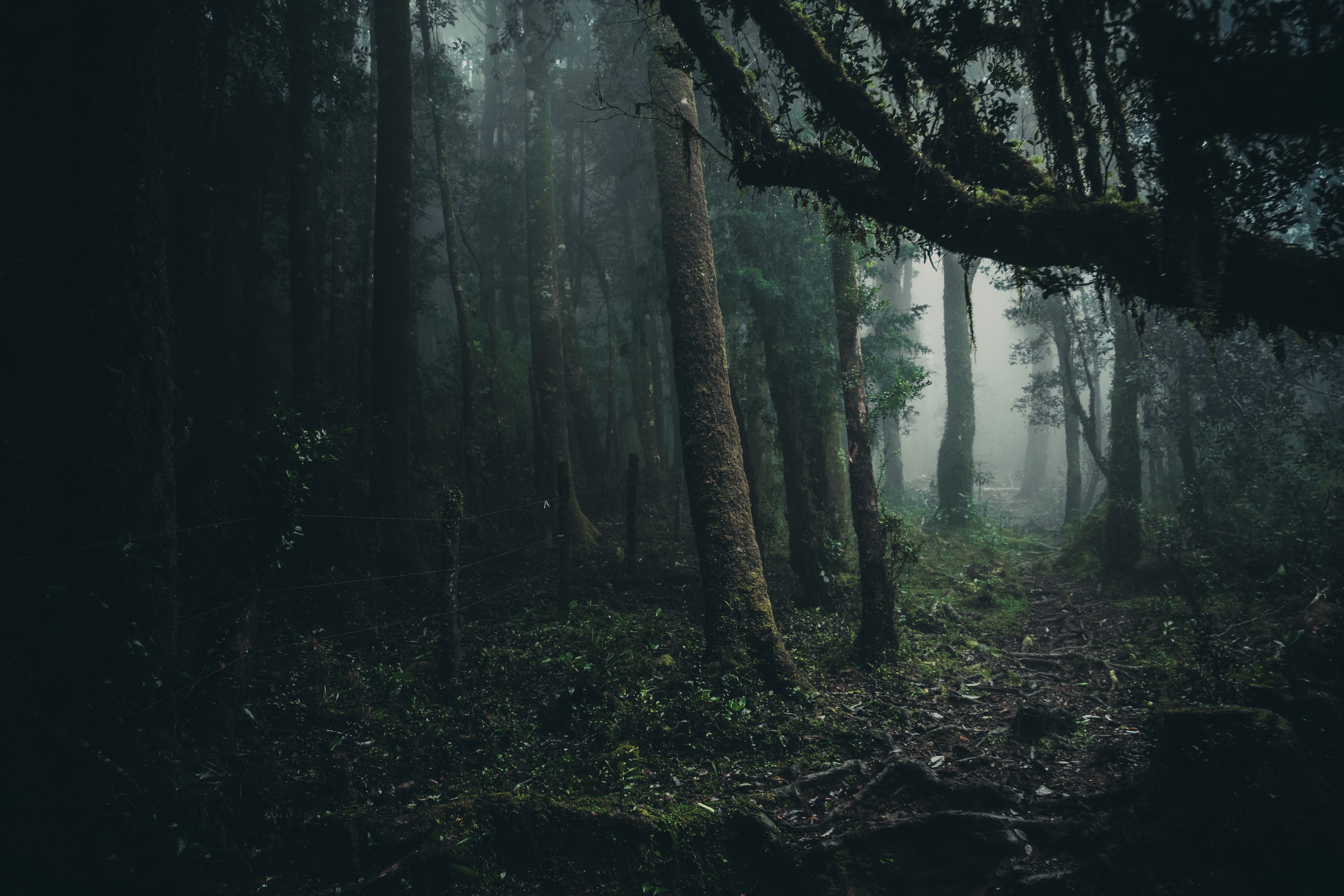 forest, mist, path, fence, HD Wallpaper