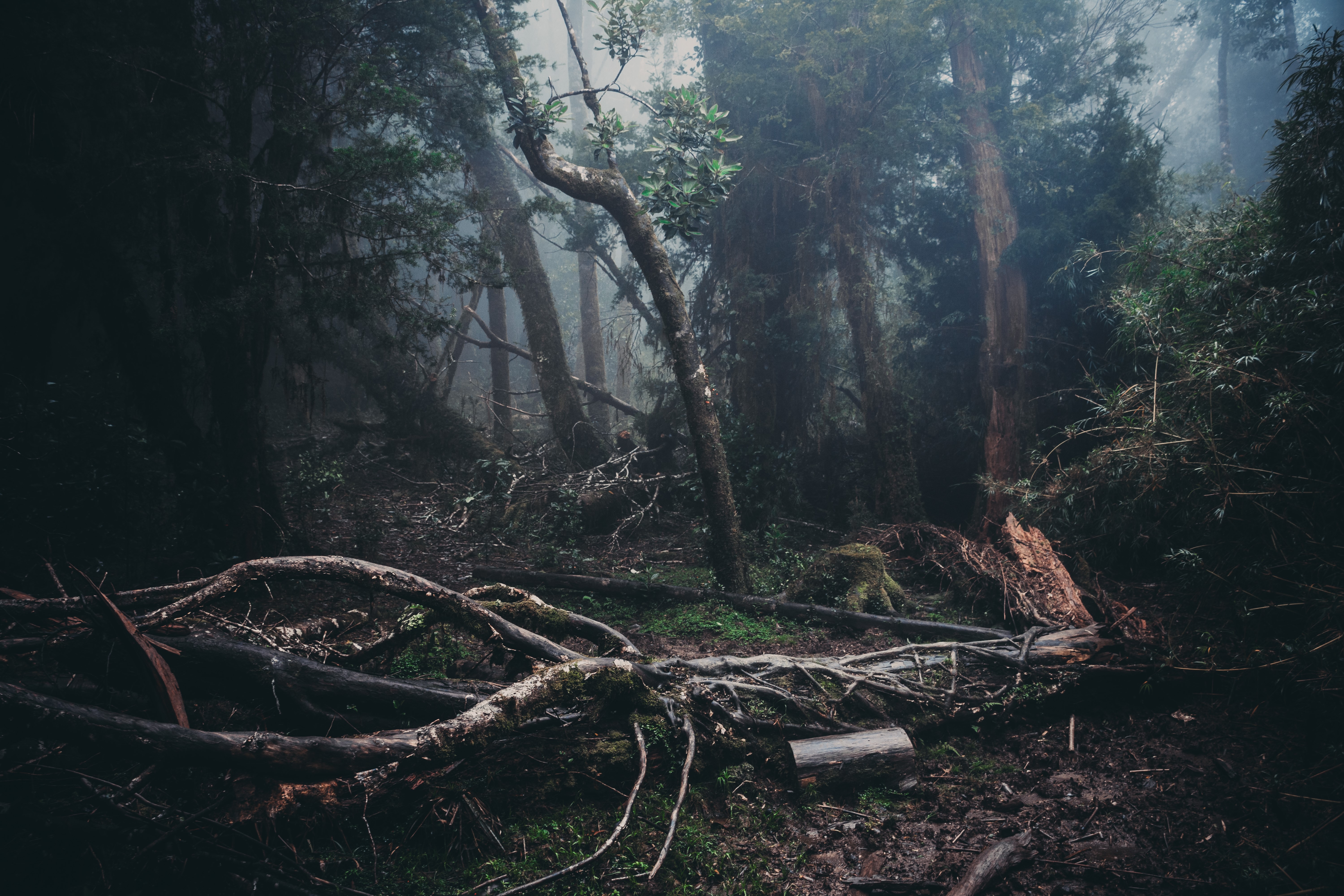 forest, mist, trees, HD Wallpaper