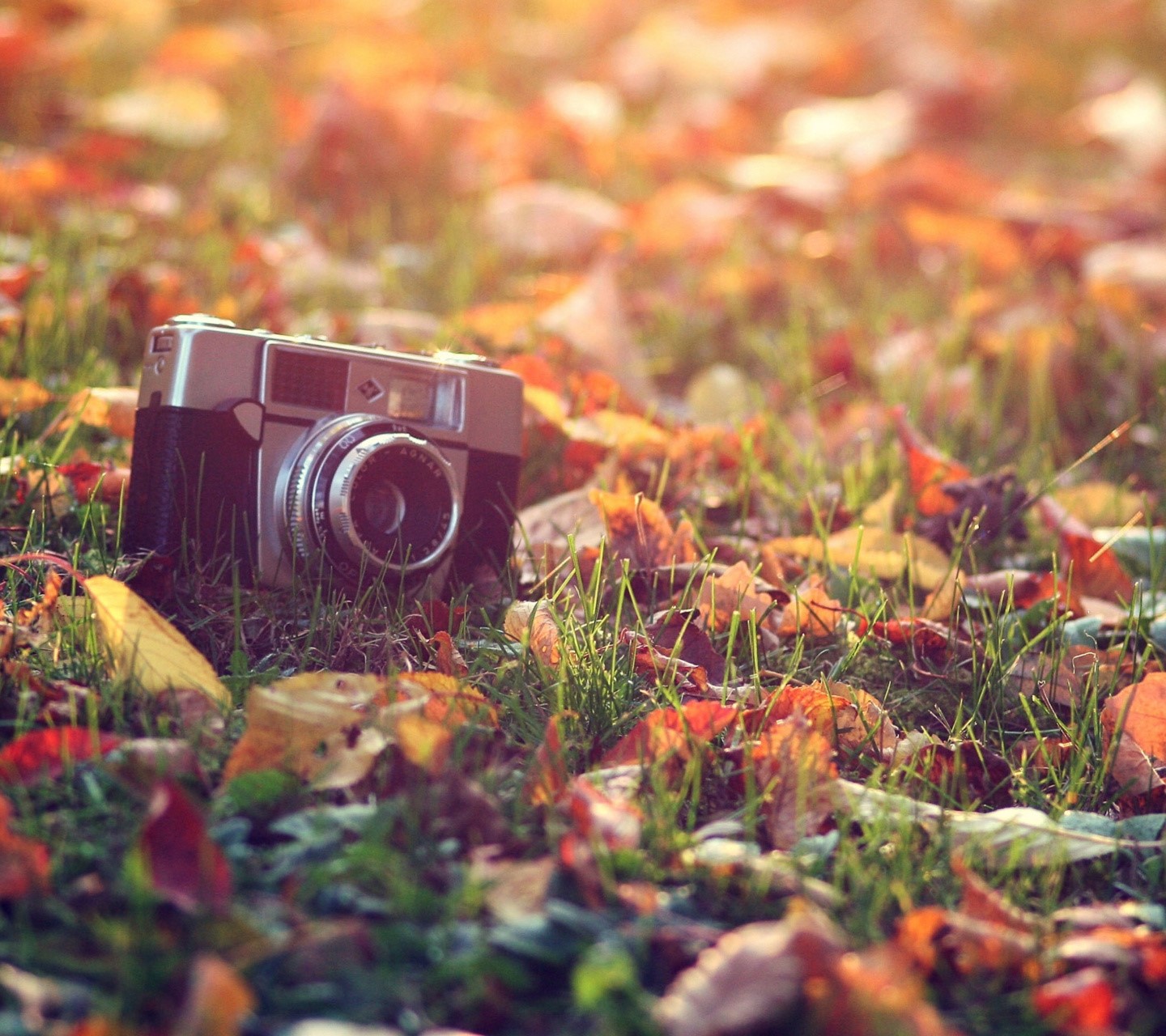 camera, Cosmos (flower), leaves, outdoors, grass, HD Wallpaper