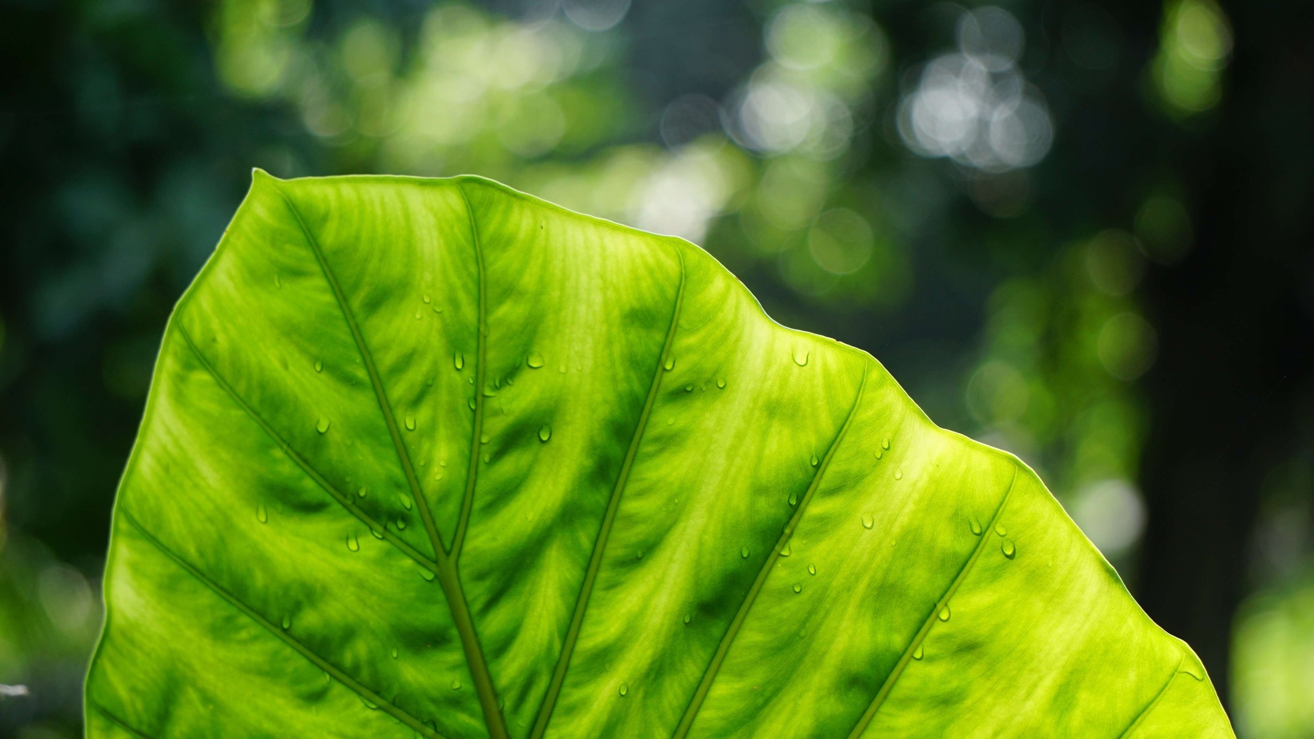 leaves, green, nature, HD Wallpaper