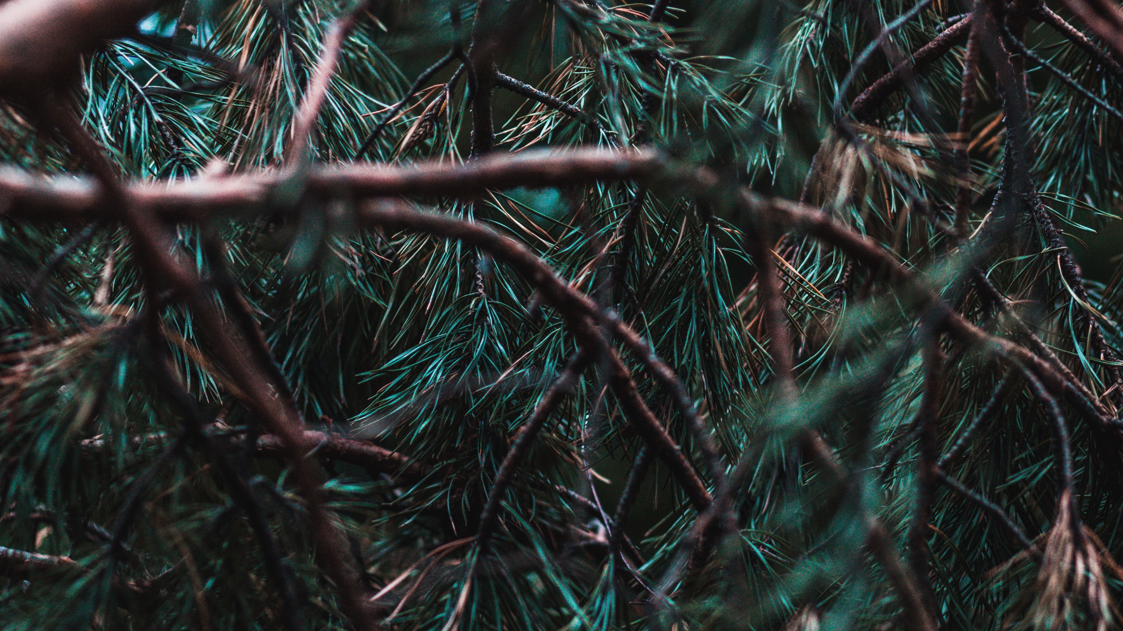 branches, pine, needles, tree, evergreen, 4k, HD Wallpaper