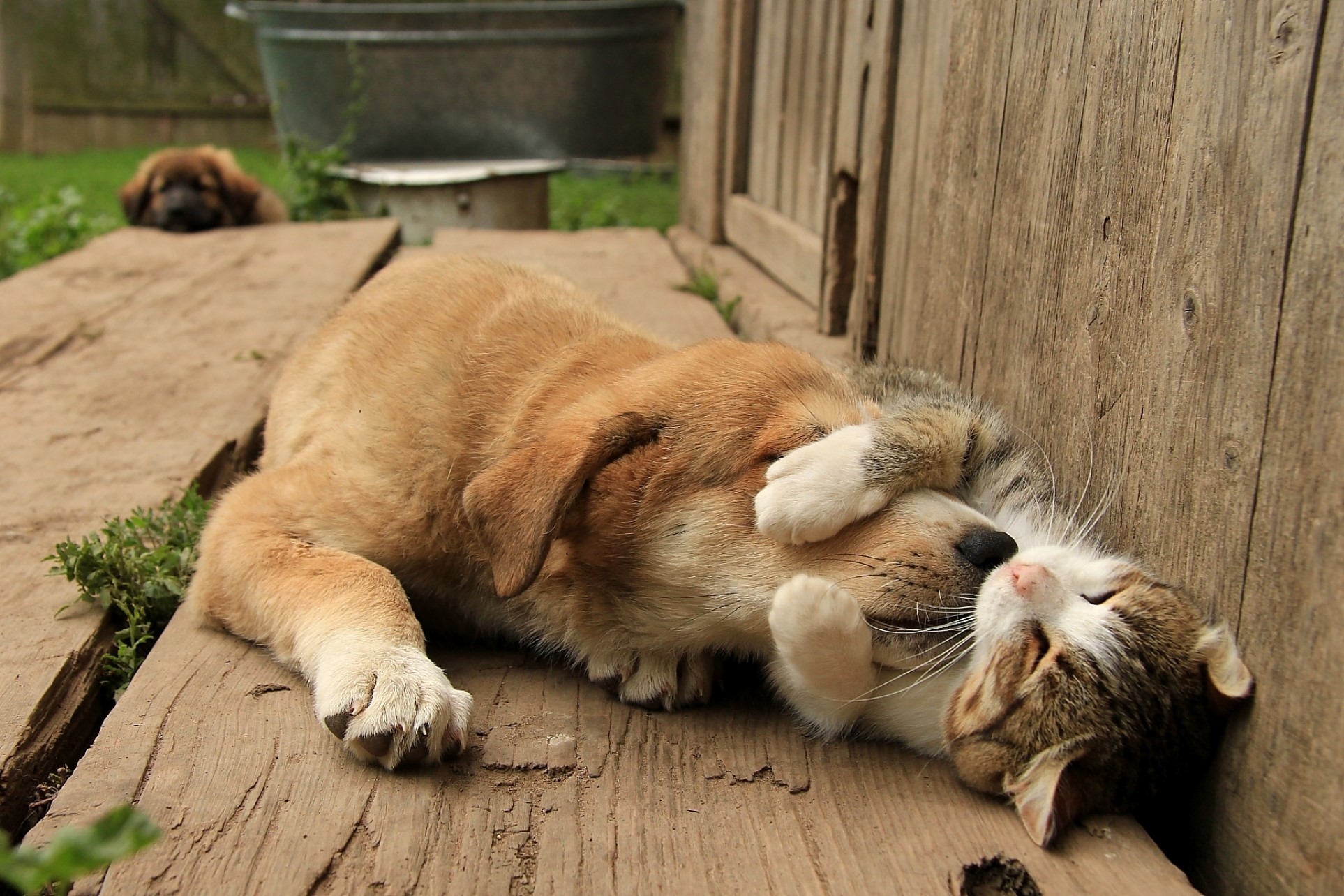 animals, dog, cats, HD Wallpaper