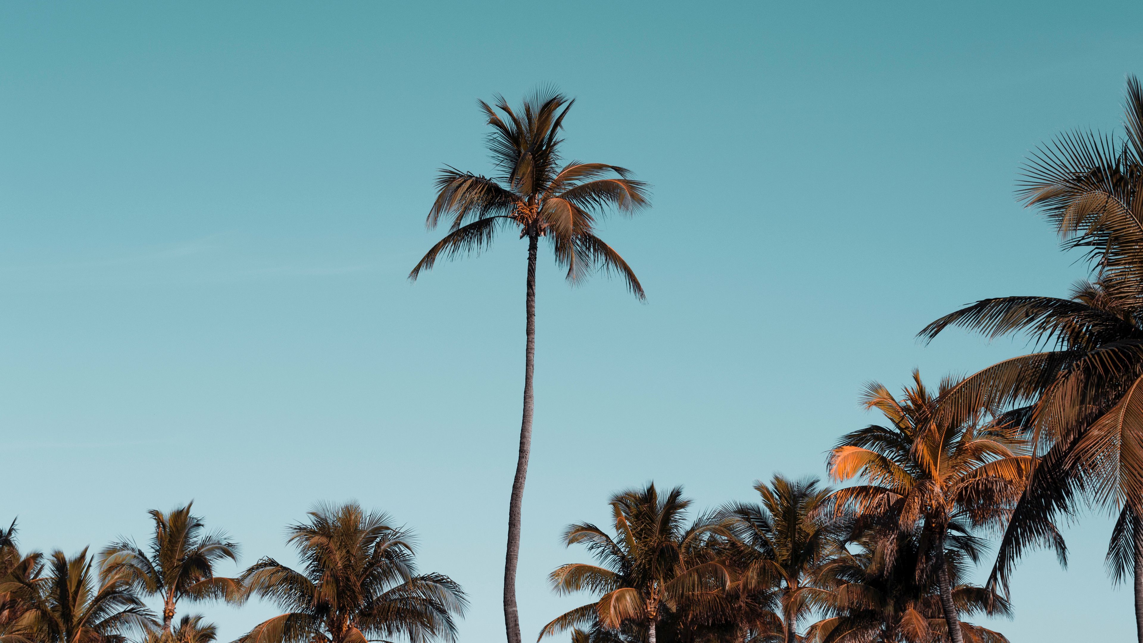 palm trees, trees, crowns, sky, tropical, 4k, HD Wallpaper