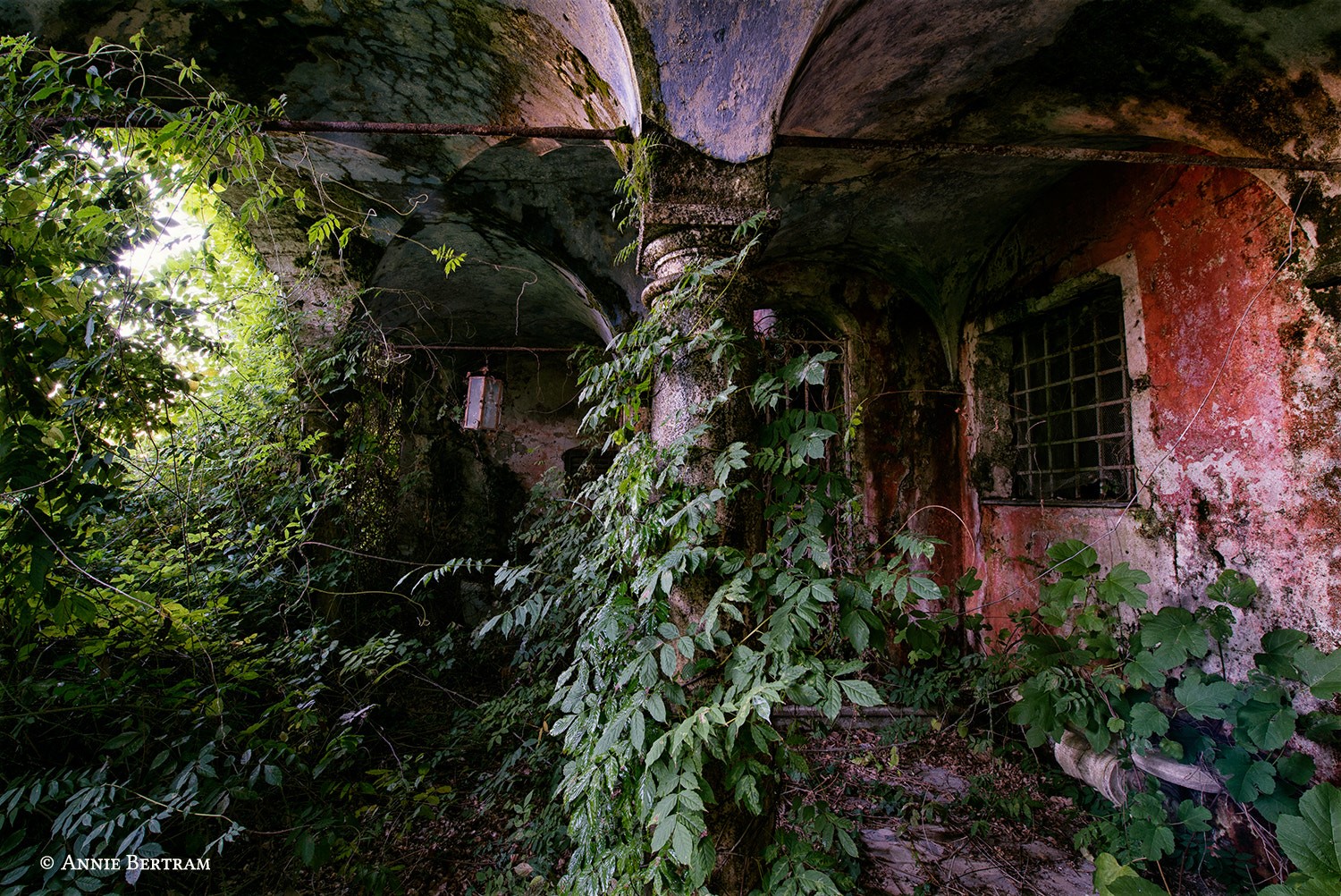 plants, house, ruin, abandoned, 500px, Annie Bertram, HD Wallpaper