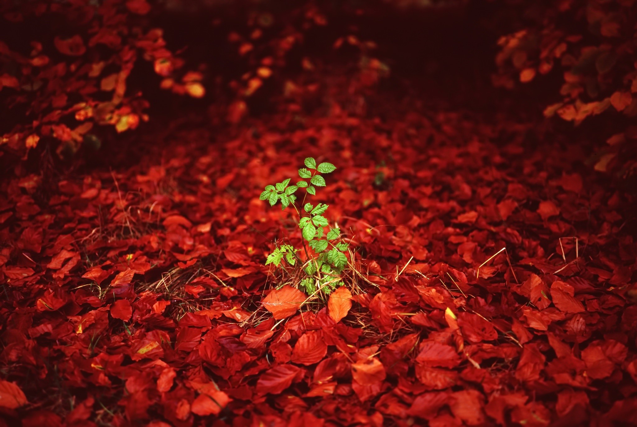 green, red, plants, leaves, HD Wallpaper