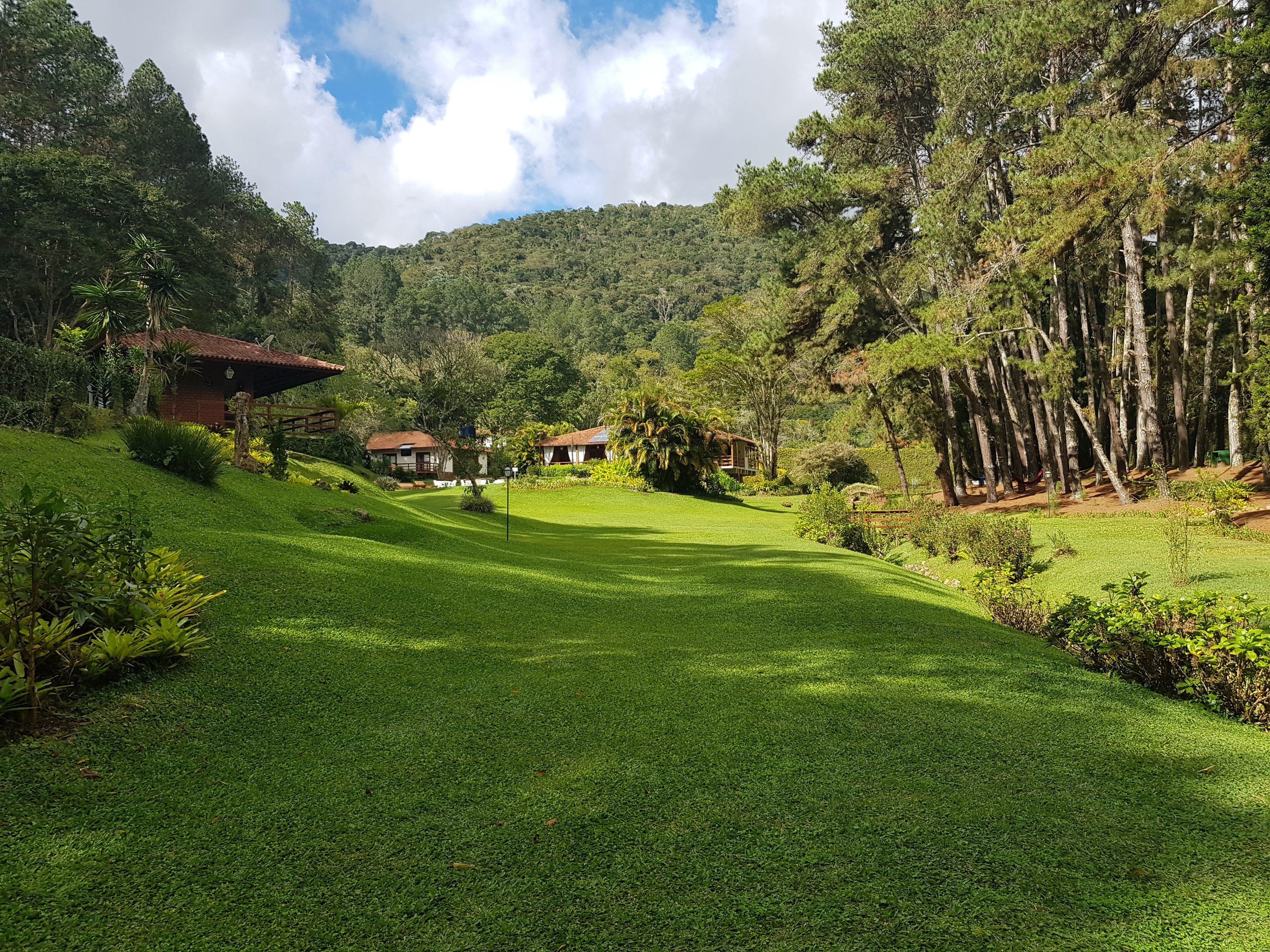 Brazil, trees, grass, plants, HD Wallpaper