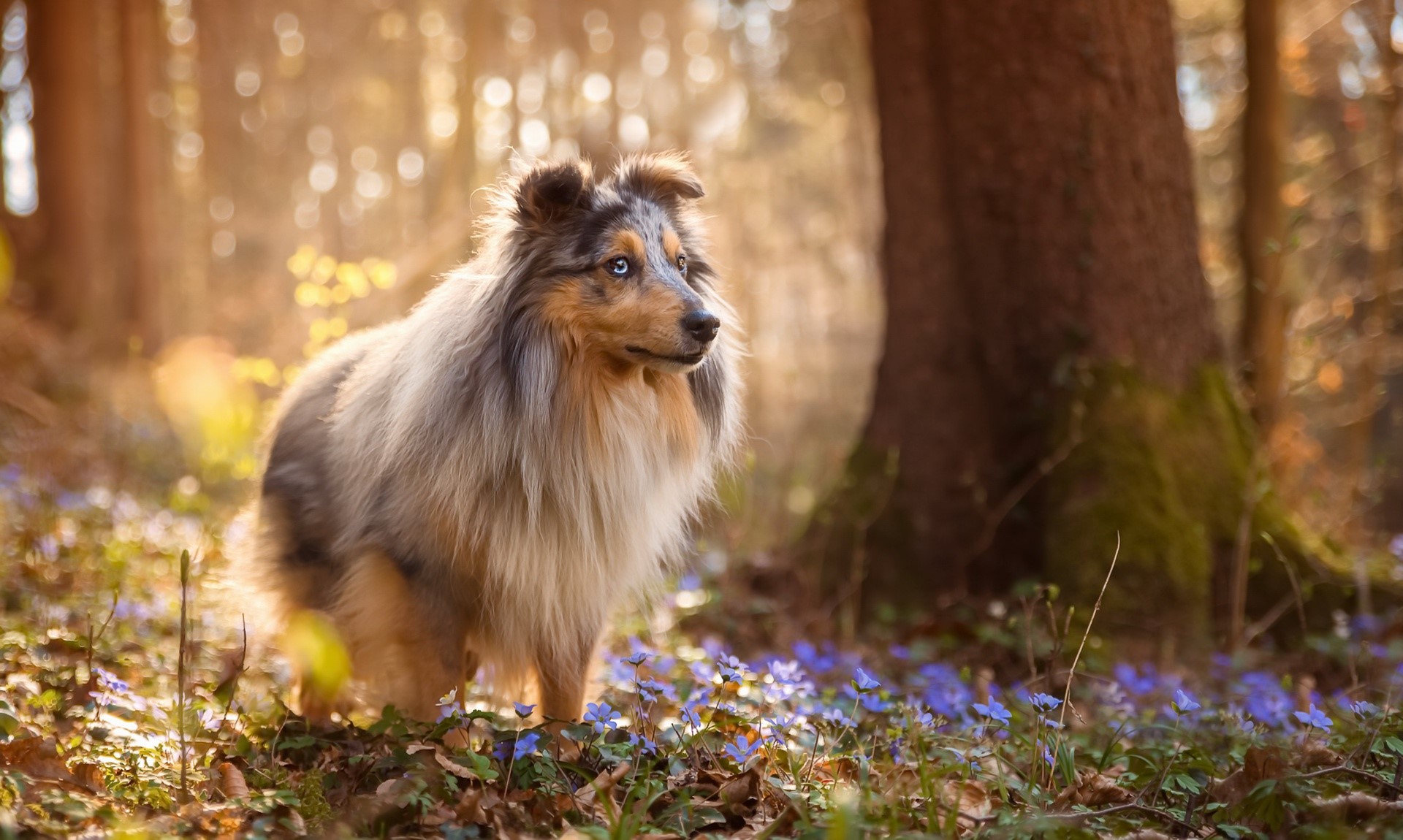 nature, animals, dog, HD Wallpaper