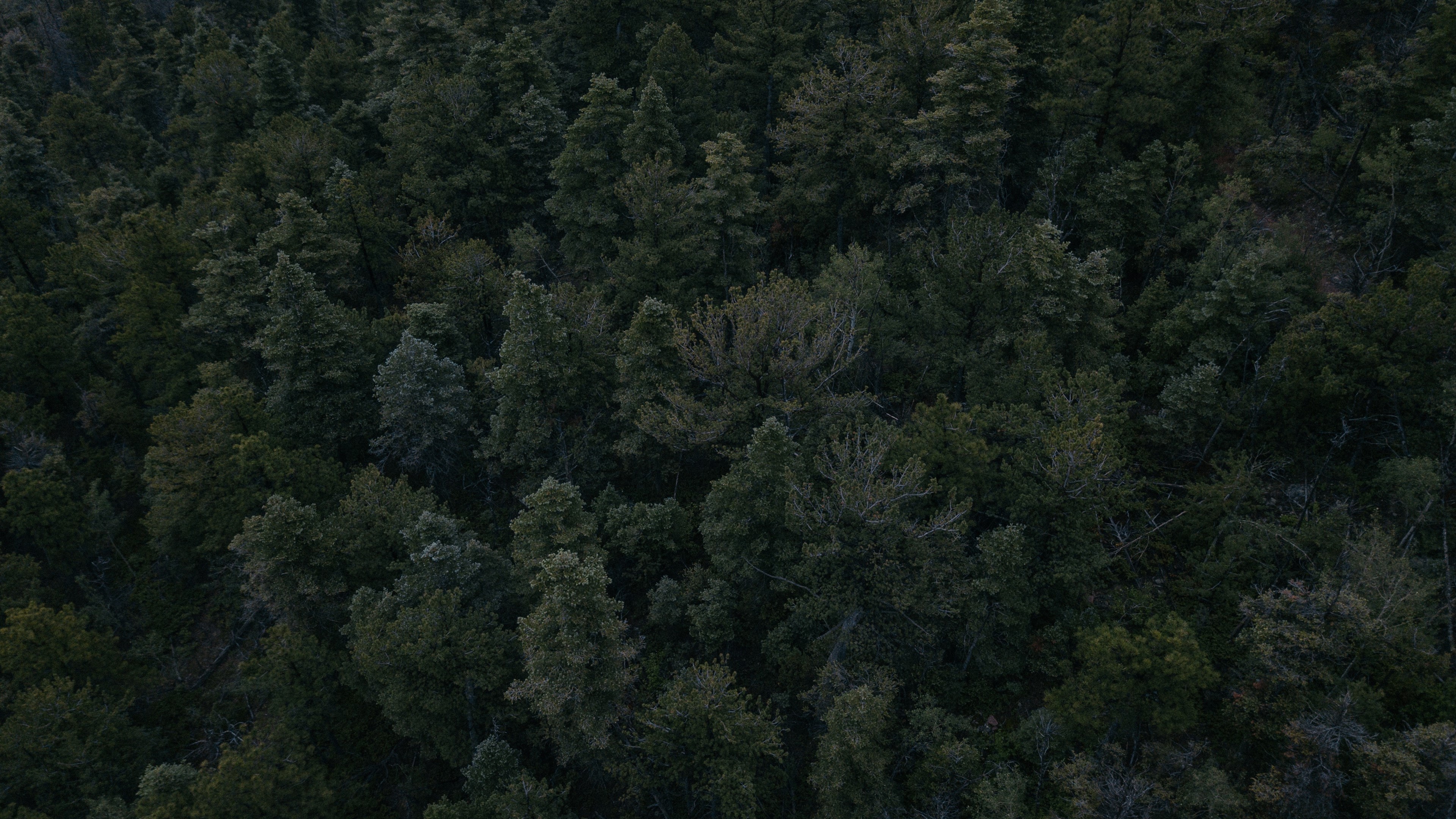 landscape, forest, aerial view, trees, HD Wallpaper