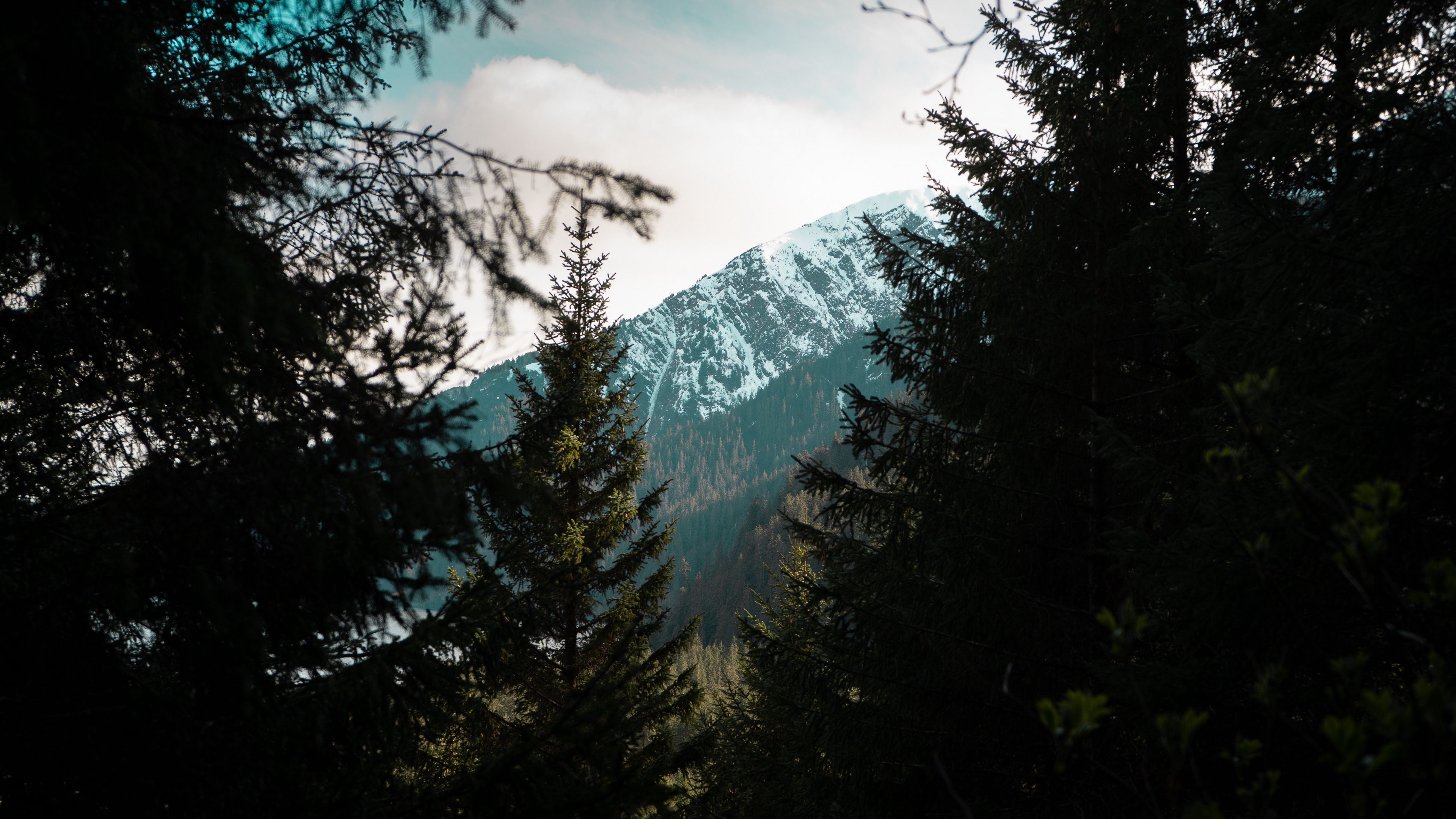 forest, trees, mountains, landscape, peak, 4k, HD Wallpaper