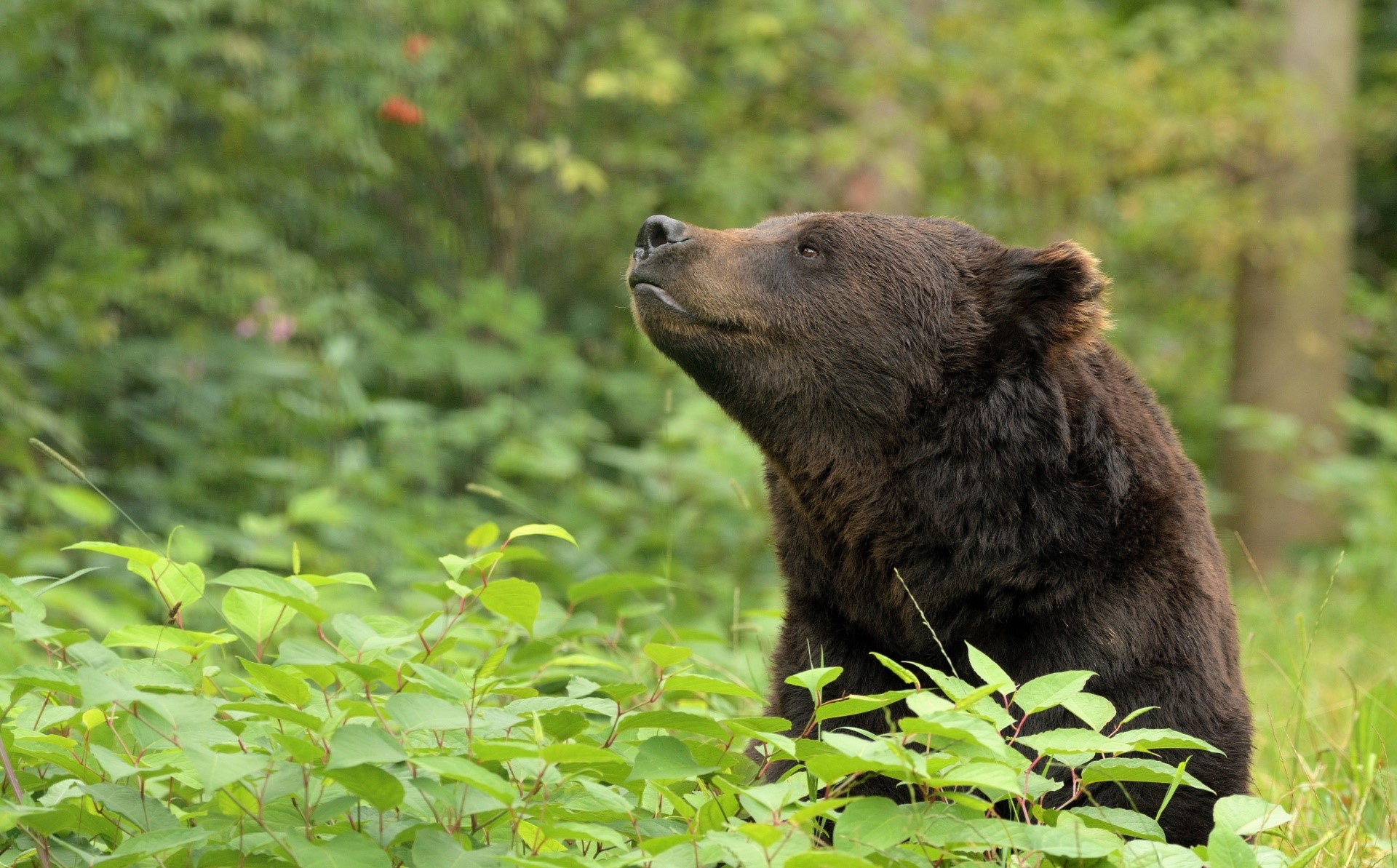 animals, nature, bears, HD Wallpaper
