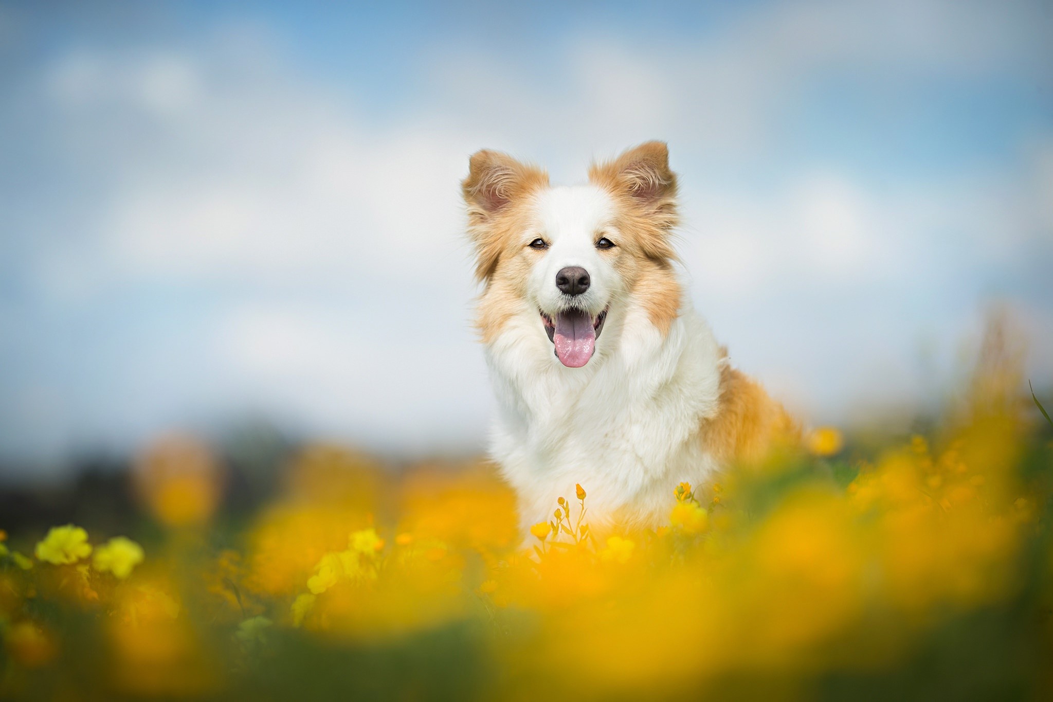 animals, dog, Collie, HD Wallpaper