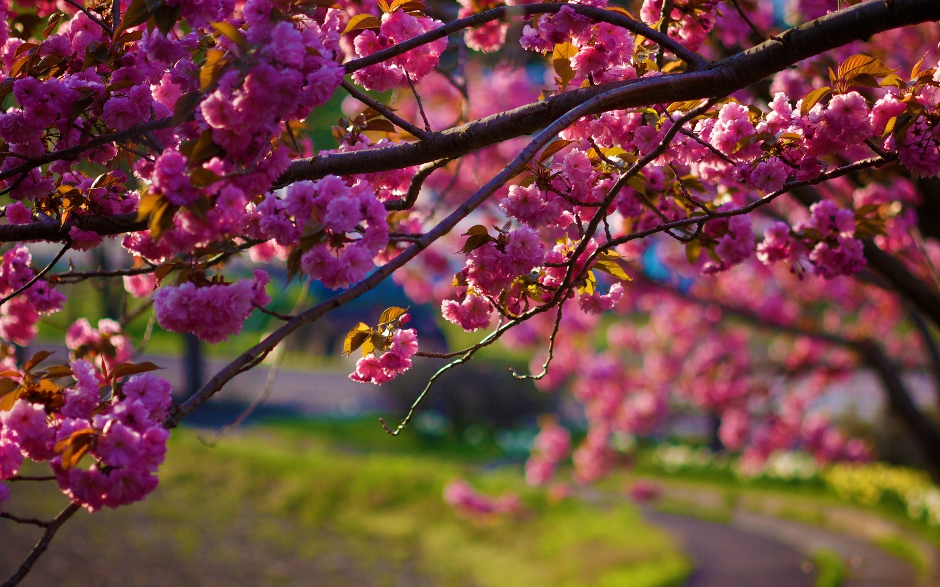 nature, flowers, pink, trees, depth of field, HD Wallpaper