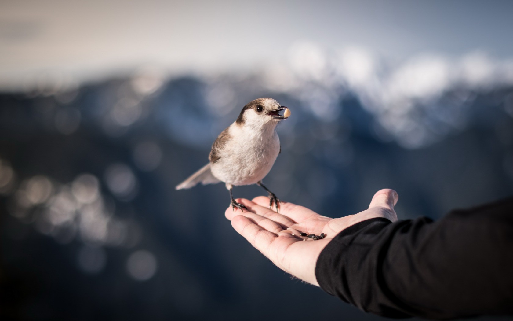 hands, birds, animals, HD Wallpaper