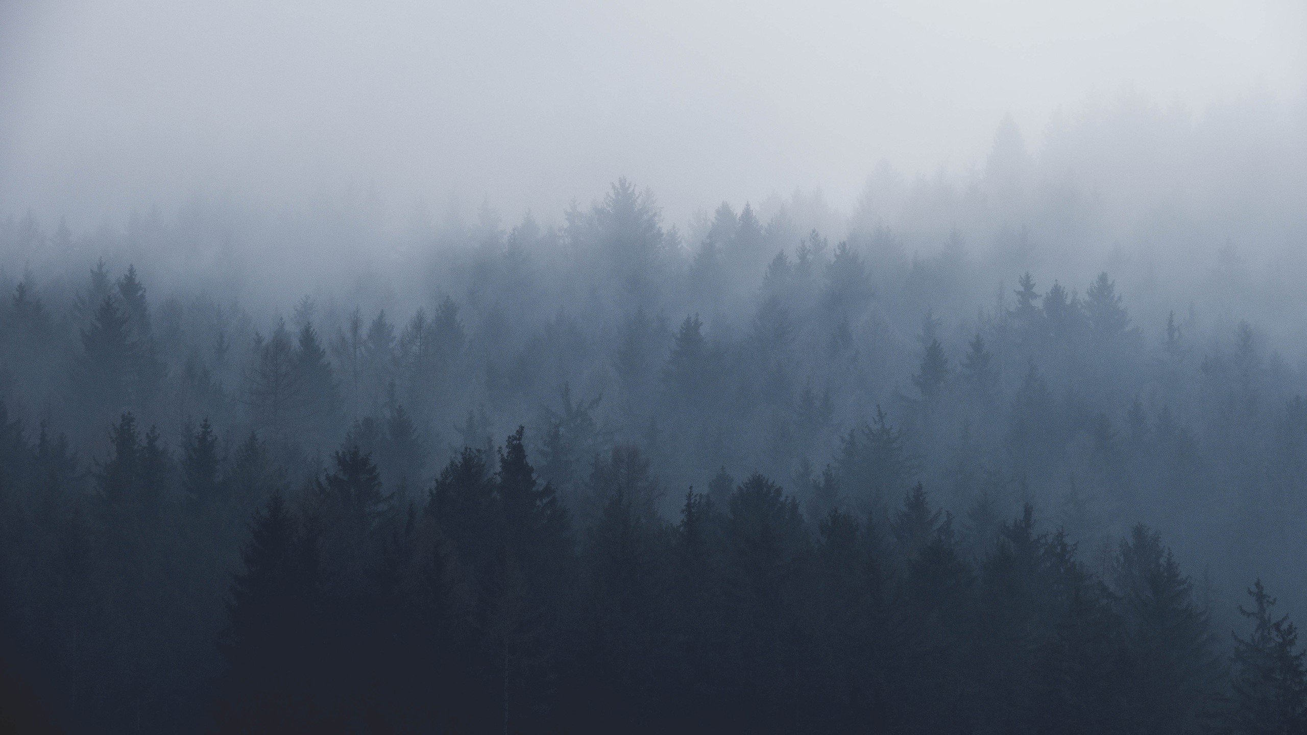 landscape, photography, trees, mist, nature, HD Wallpaper