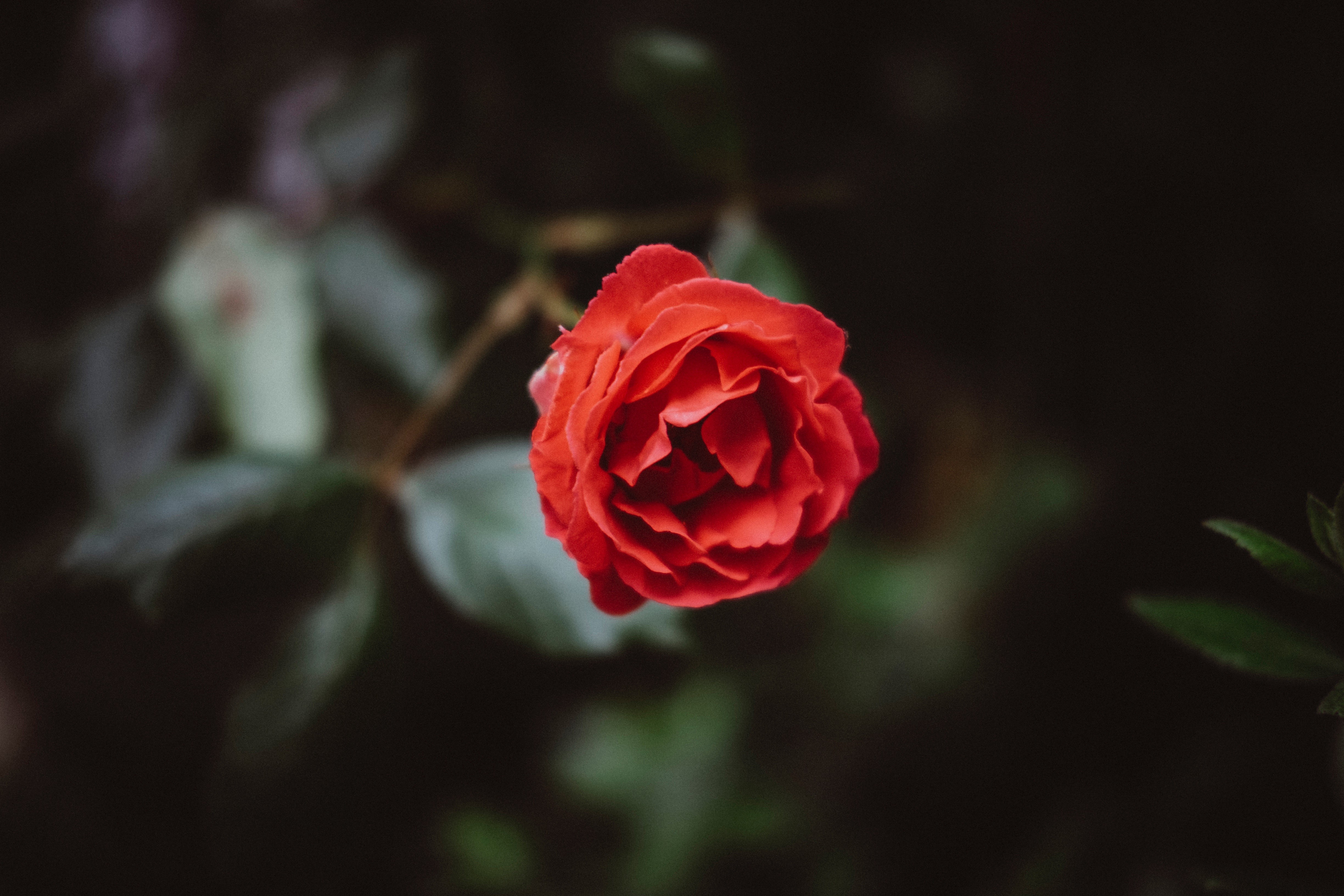 nature, plants, flowers, blossom, depth of field, macro, HD Wallpaper
