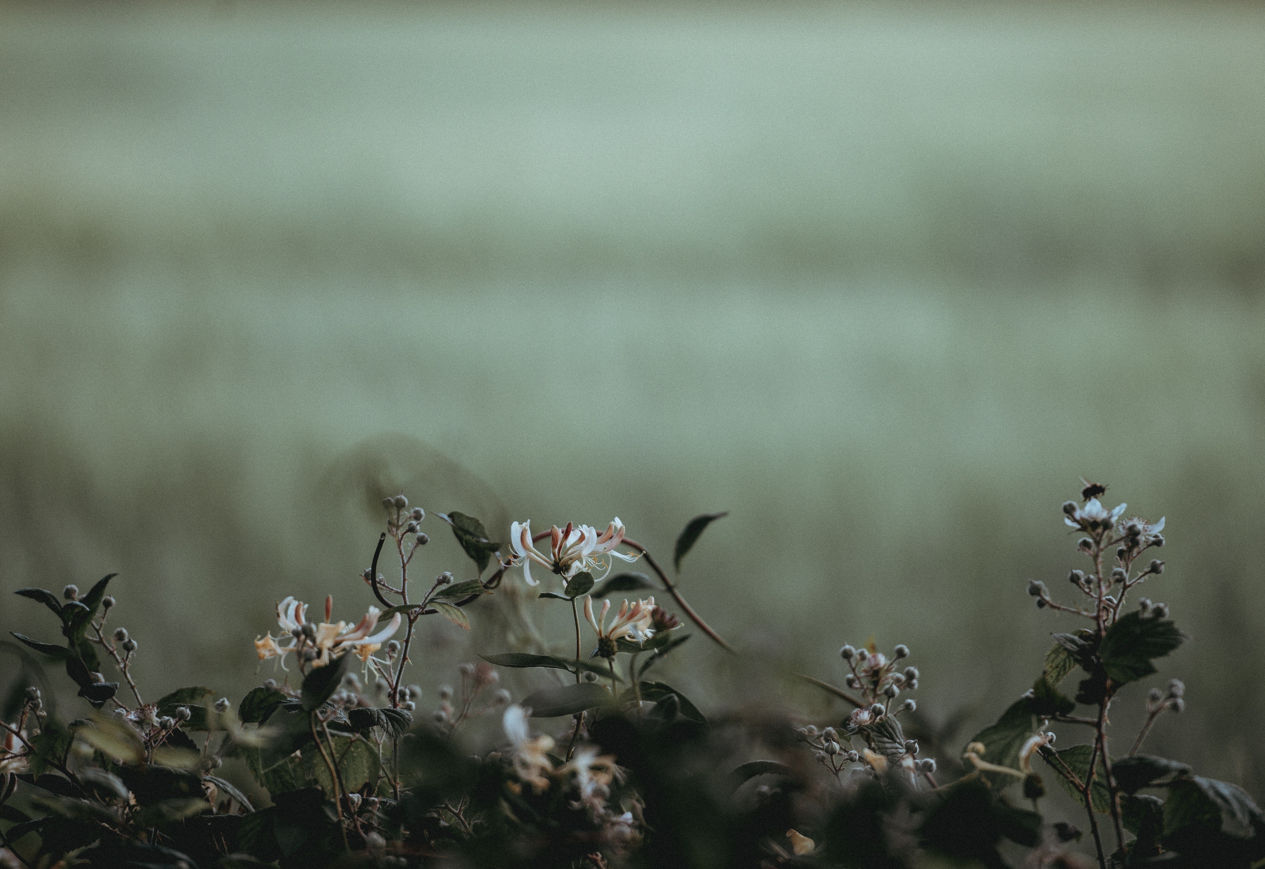 nature, plants, flowers, blossom, depth of field, HD Wallpaper