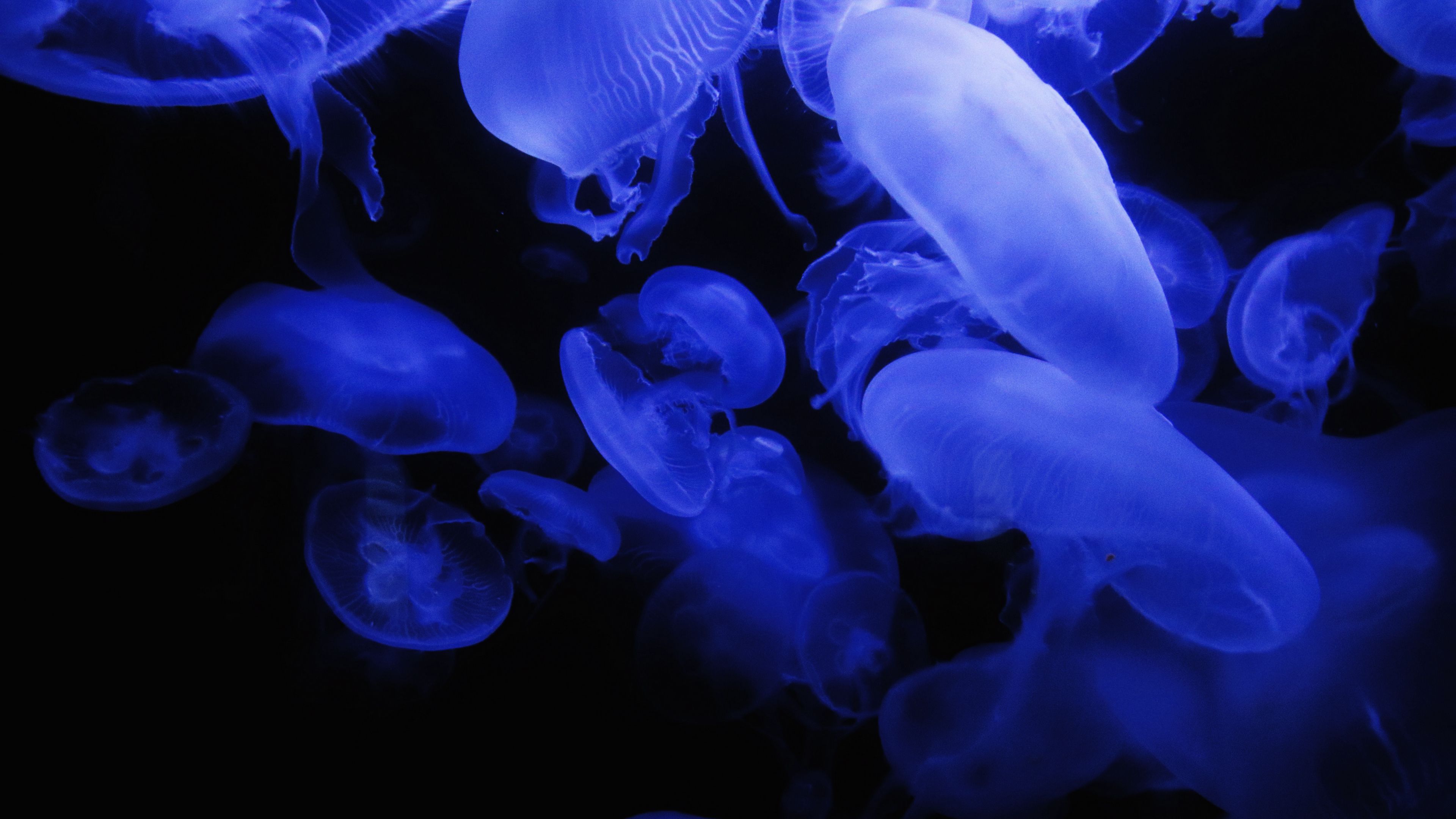 jellyfish, blue, glow, underwater world, dark, 4k, HD Wallpaper