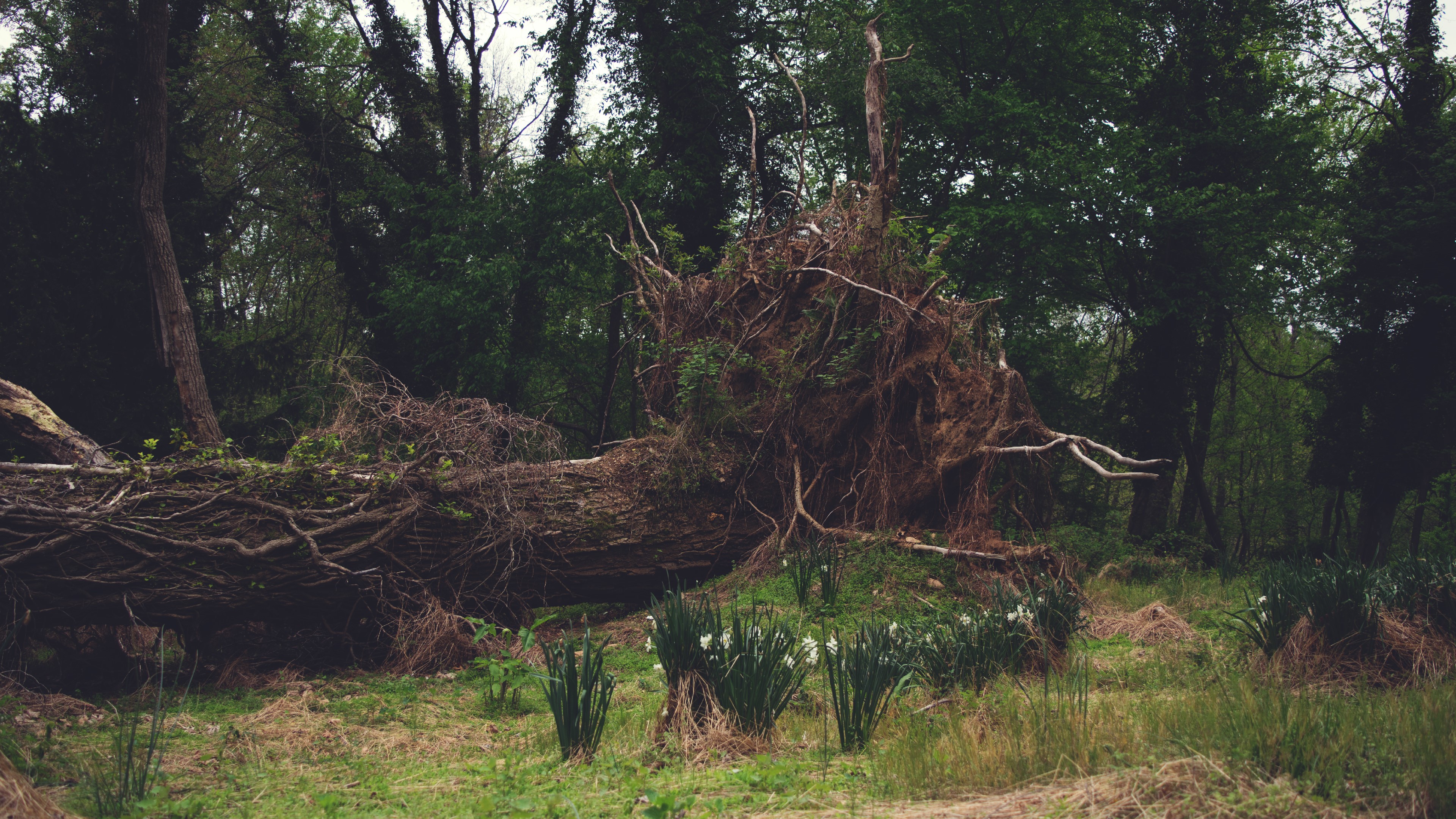 nature, flowers, tree stump, HD Wallpaper
