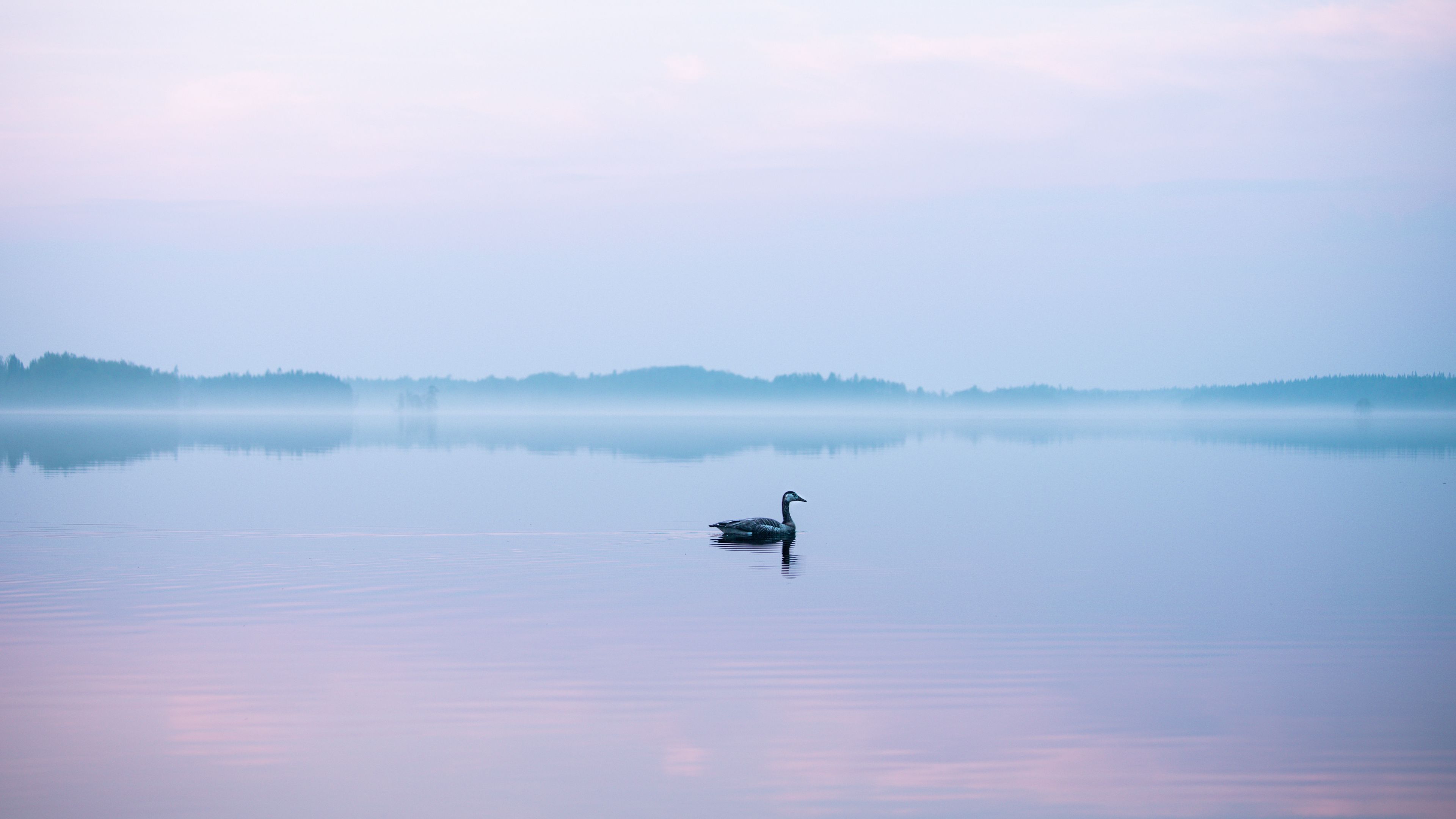 swan, fog, lake, bird, 4k, HD Wallpaper