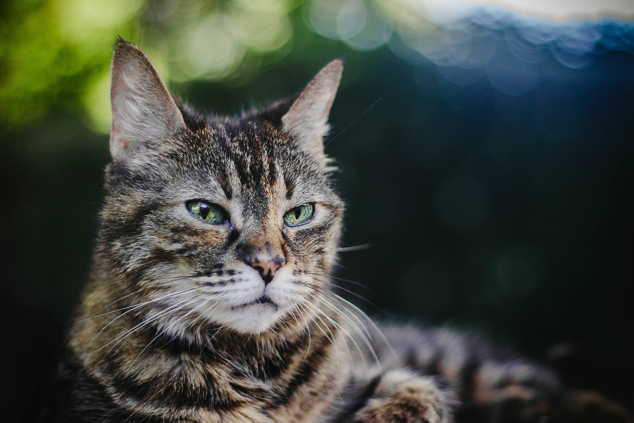 cats, animals, bokeh, nature, HD Wallpaper