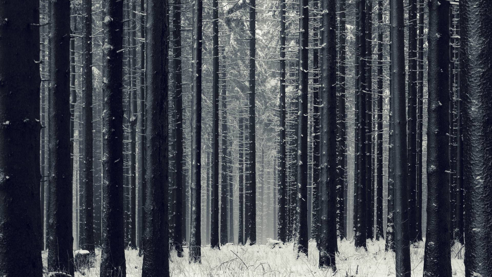 trees, snow, winter, forest, HD Wallpaper