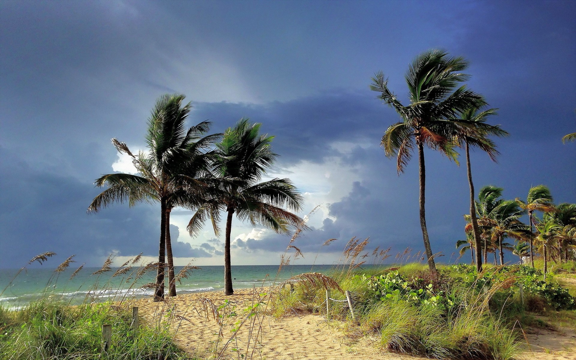palm trees, tropical, sky, HD Wallpaper