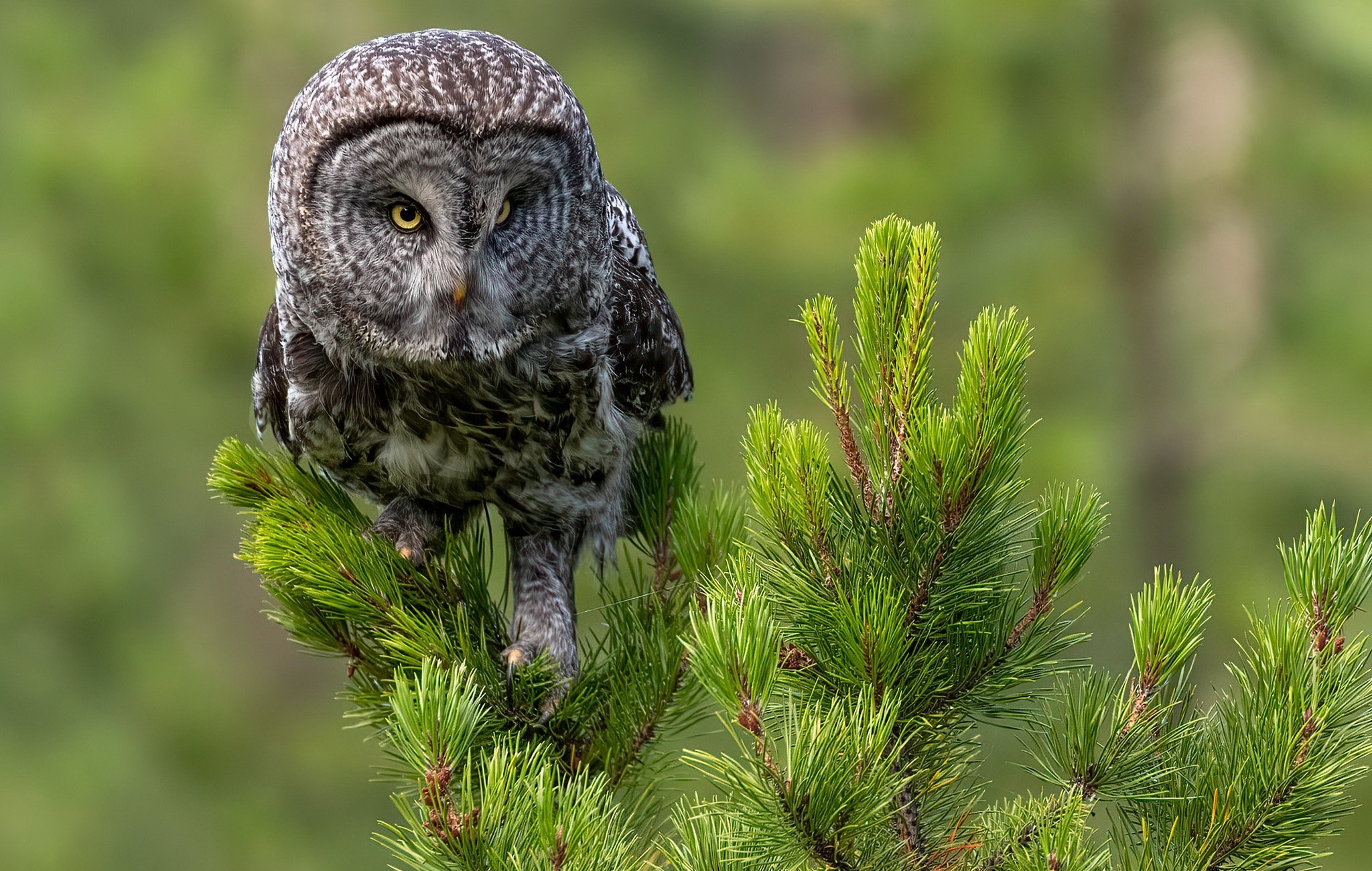 animals, owl, birds, nature, HD Wallpaper