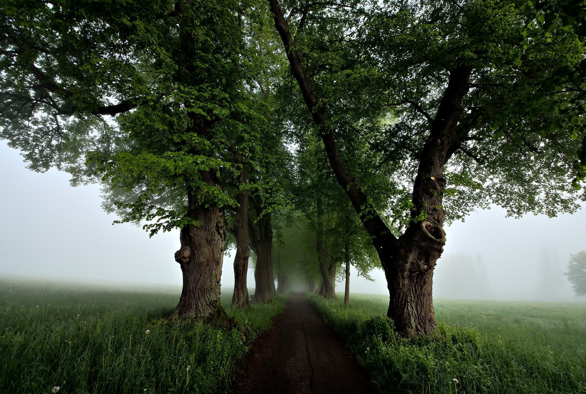 outdoors, trees, grass, HD Wallpaper