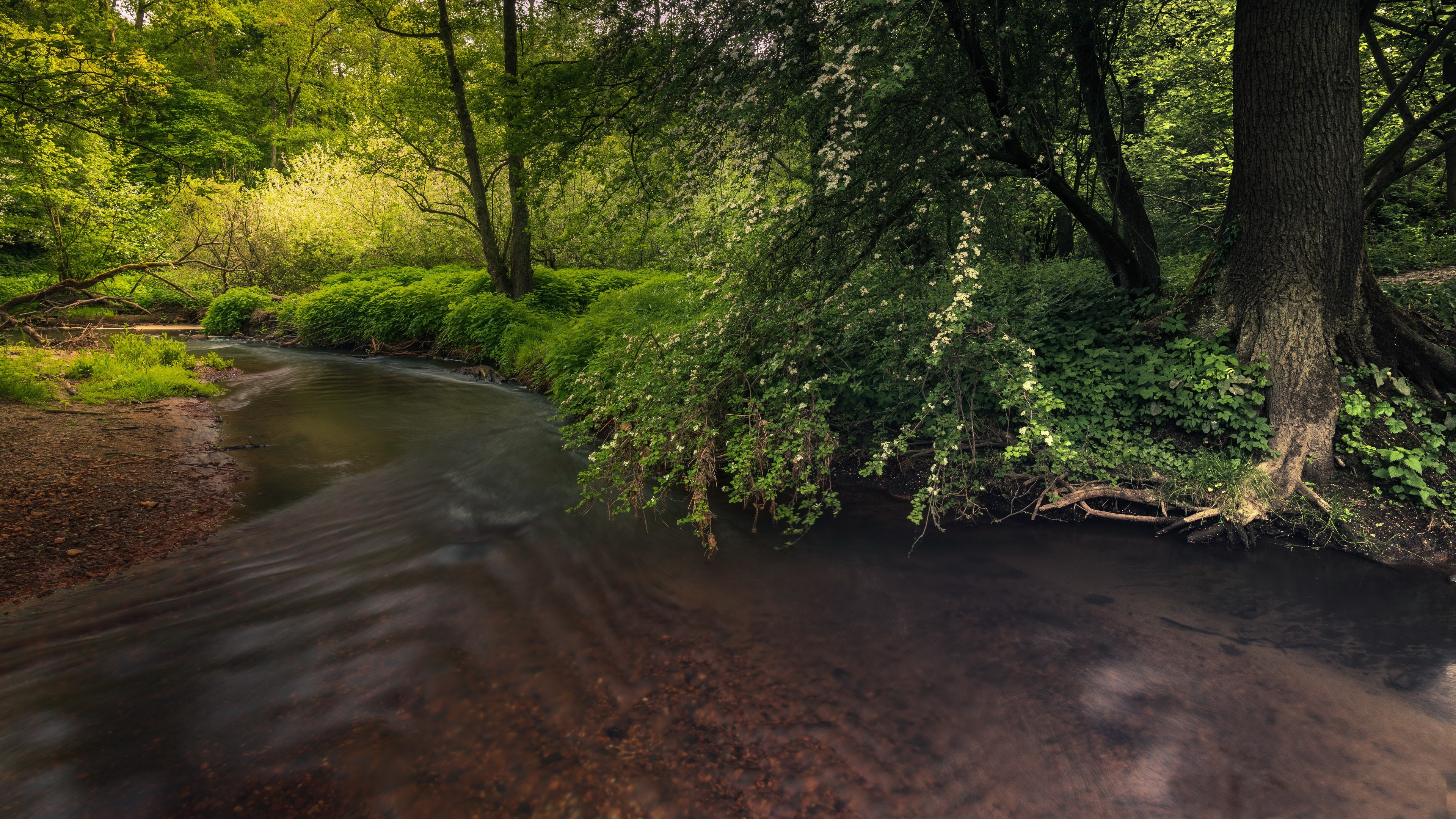 plants, water, nature, outdoors, HD Wallpaper