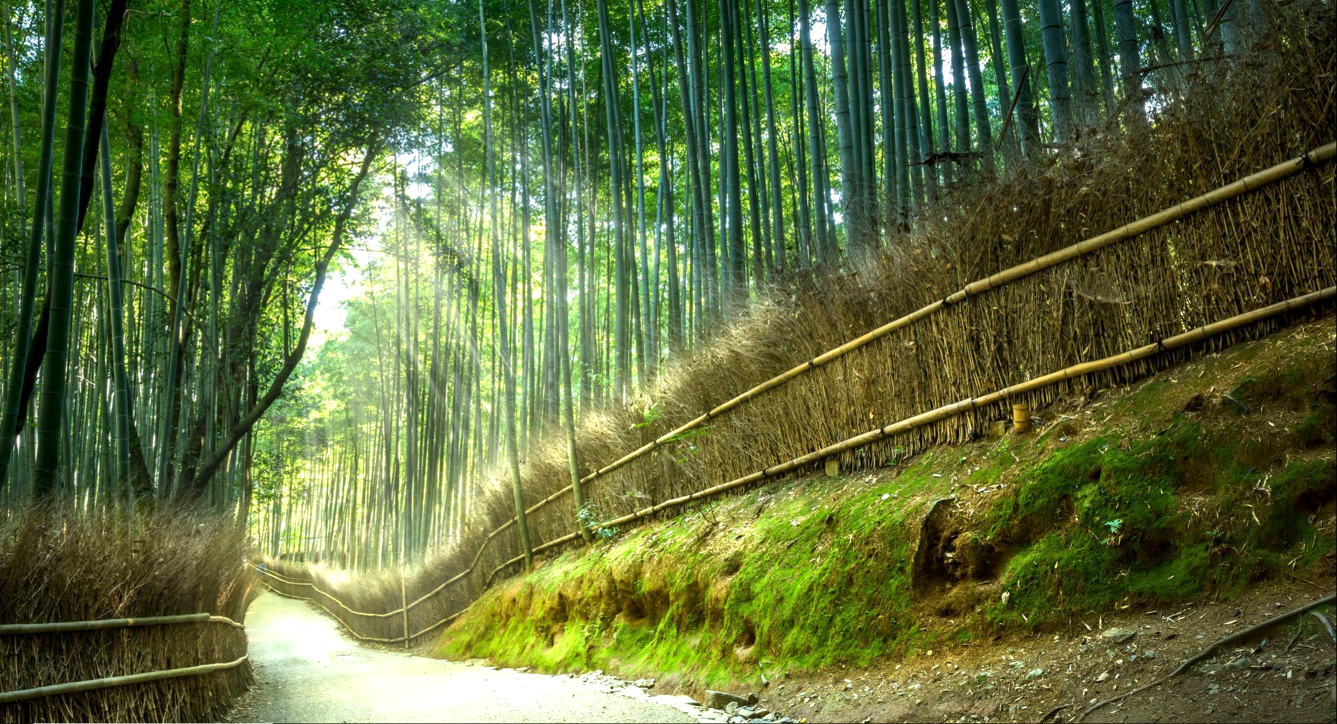 plants, trees, outdoors, HD Wallpaper